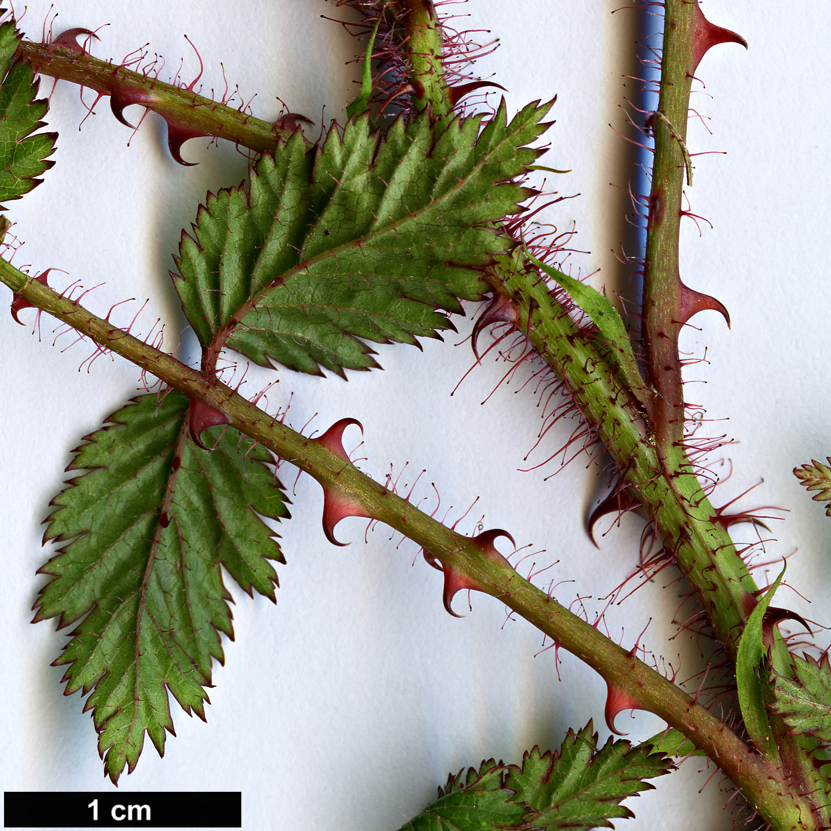 High resolution image: Family: Rosaceae - Genus: Rubus - Taxon: PBarney