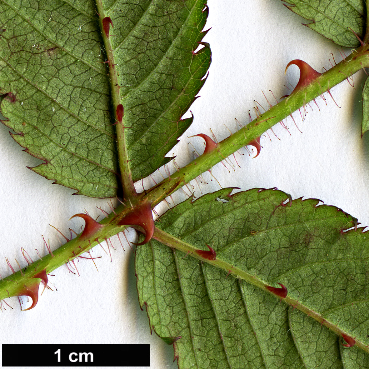 High resolution image: Family: Rosaceae - Genus: Rubus - Taxon: PBarney