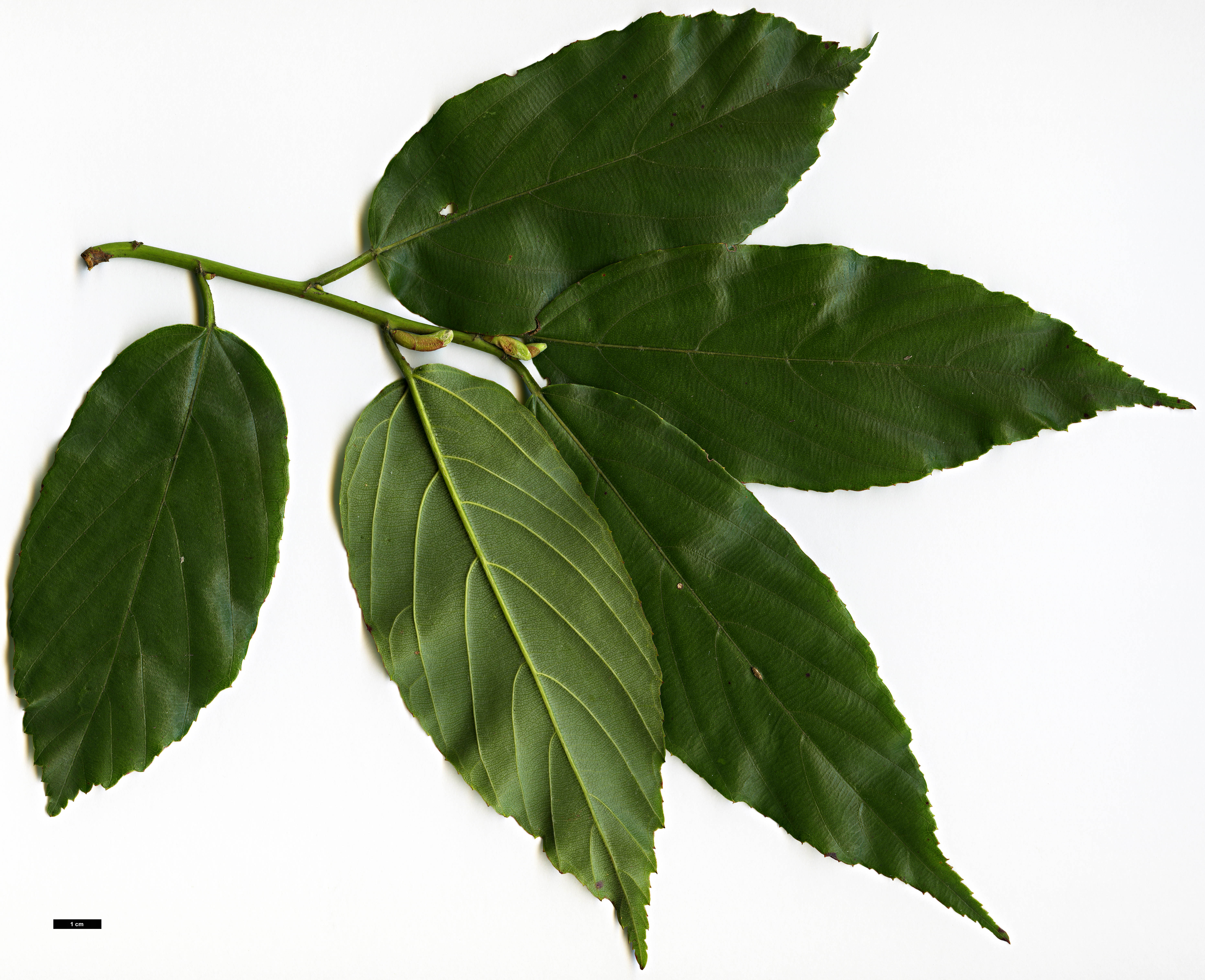 High resolution image: Family: Rosaceae - Genus: Rubus - Taxon: acuminatus High resolution image: Family: Rosaceae - Genus: Rubus - Taxon: acuminatus