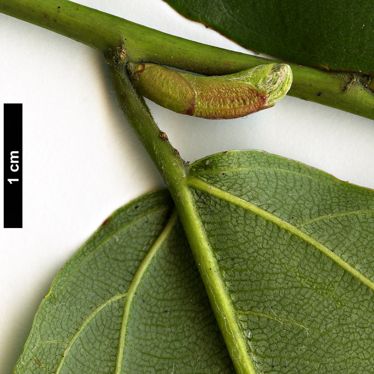 High resolution image: Family: Rosaceae - Genus: Rubus - Taxon: acuminatus High resolution image: Family: Rosaceae - Genus: Rubus - Taxon: acuminatus