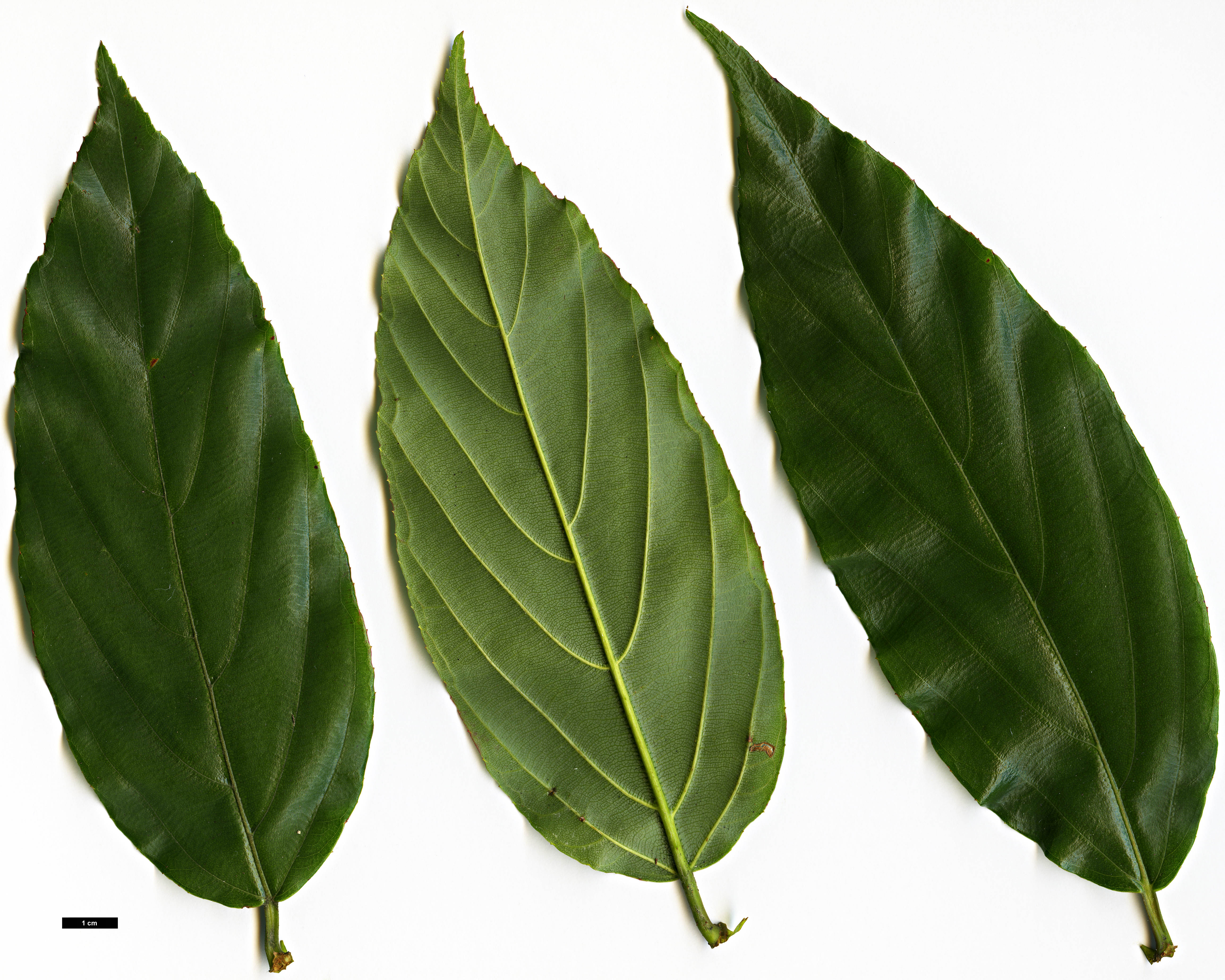 High resolution image: Family: Rosaceae - Genus: Rubus - Taxon: acuminatus High resolution image: Family: Rosaceae - Genus: Rubus - Taxon: acuminatus