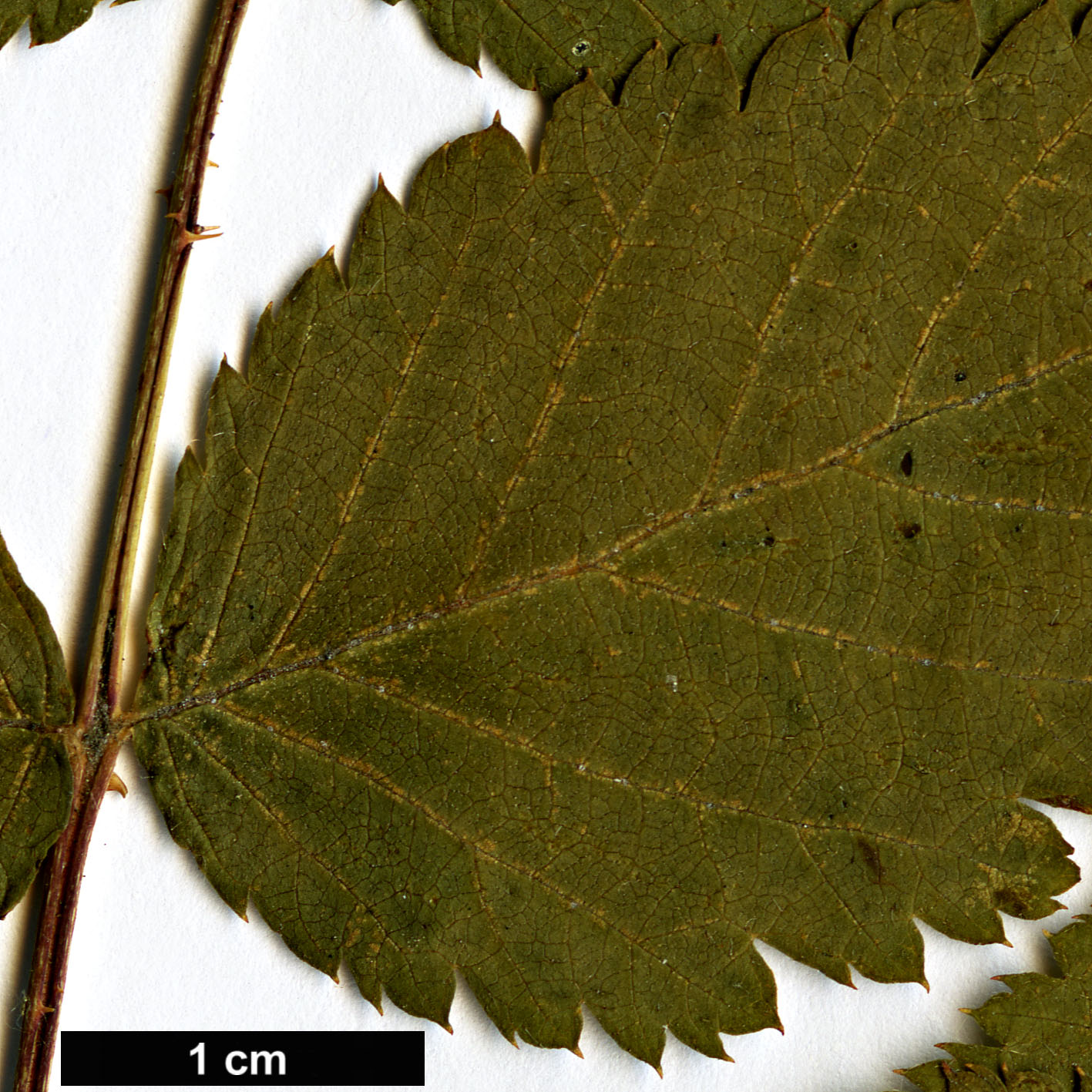 High resolution image: Family: Rosaceae - Genus: Rubus - Taxon: amabilis