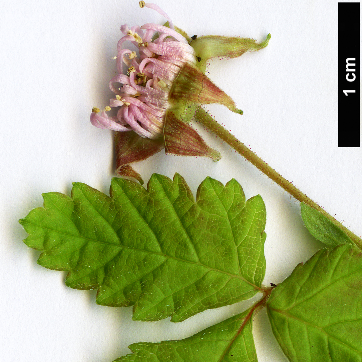 High resolution image: Family: Rosaceae - Genus: Rubus - Taxon: arcticus