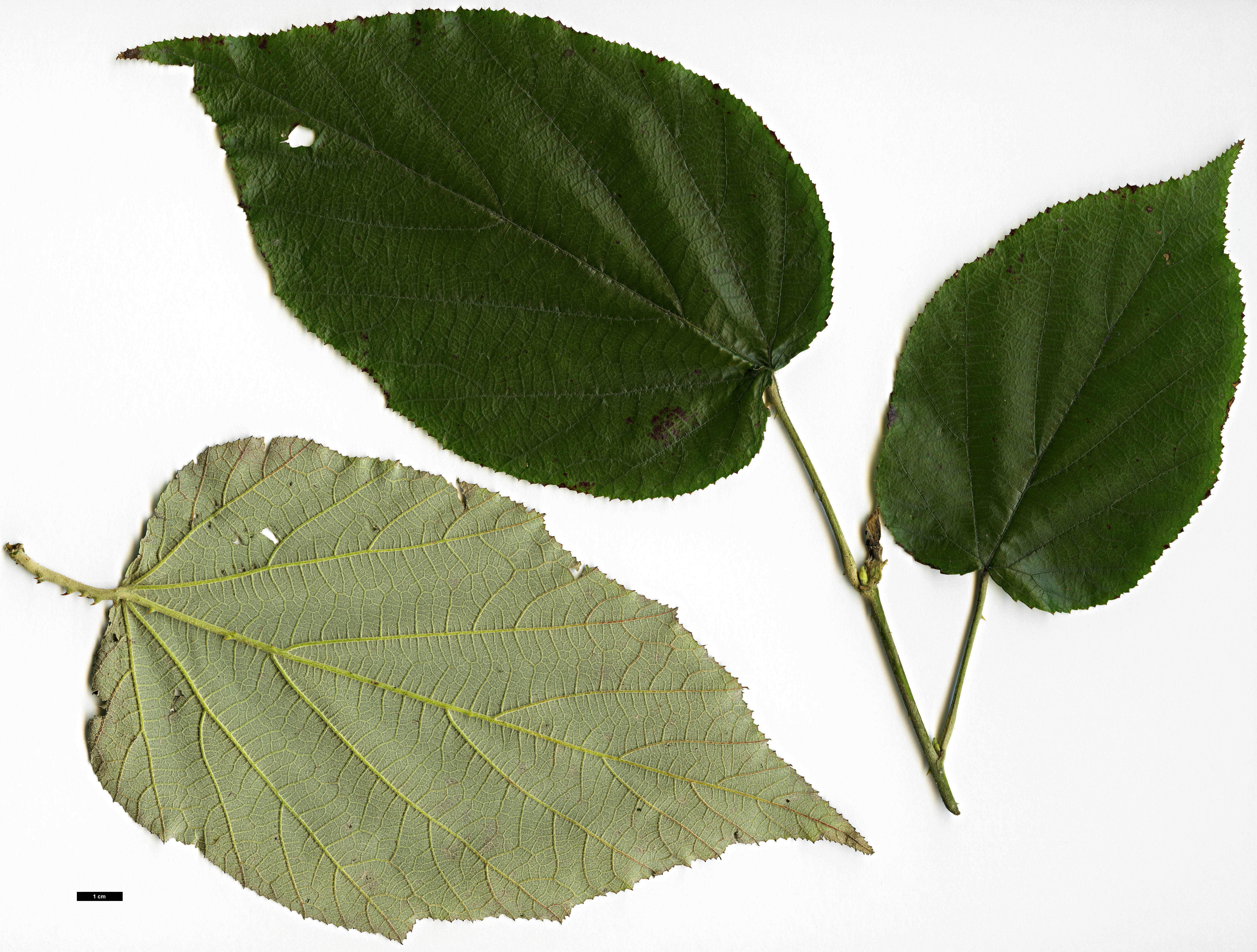 High resolution image: Family: Rosaceae - Genus: Rubus - Taxon: assamensis