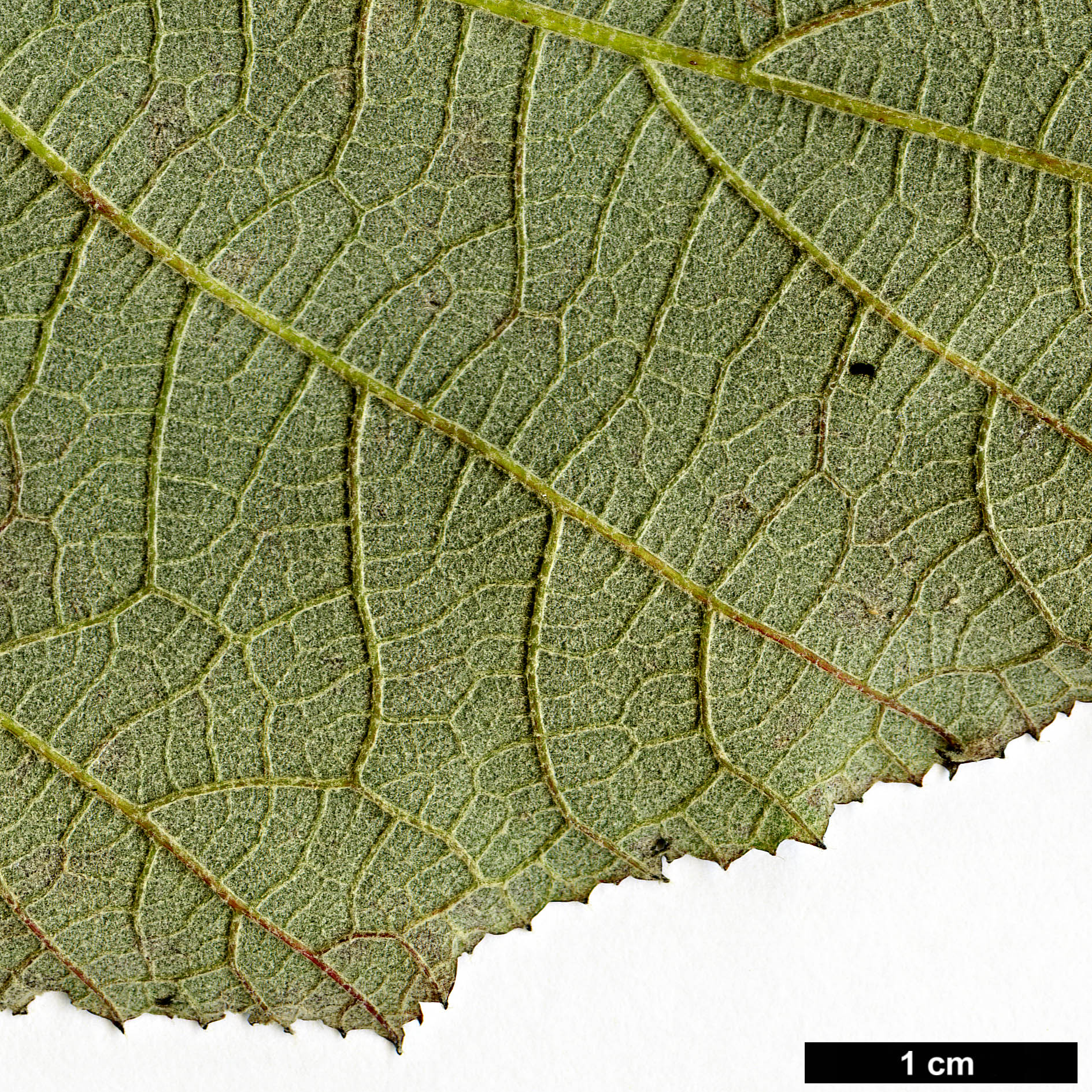 High resolution image: Family: Rosaceae - Genus: Rubus - Taxon: assamensis