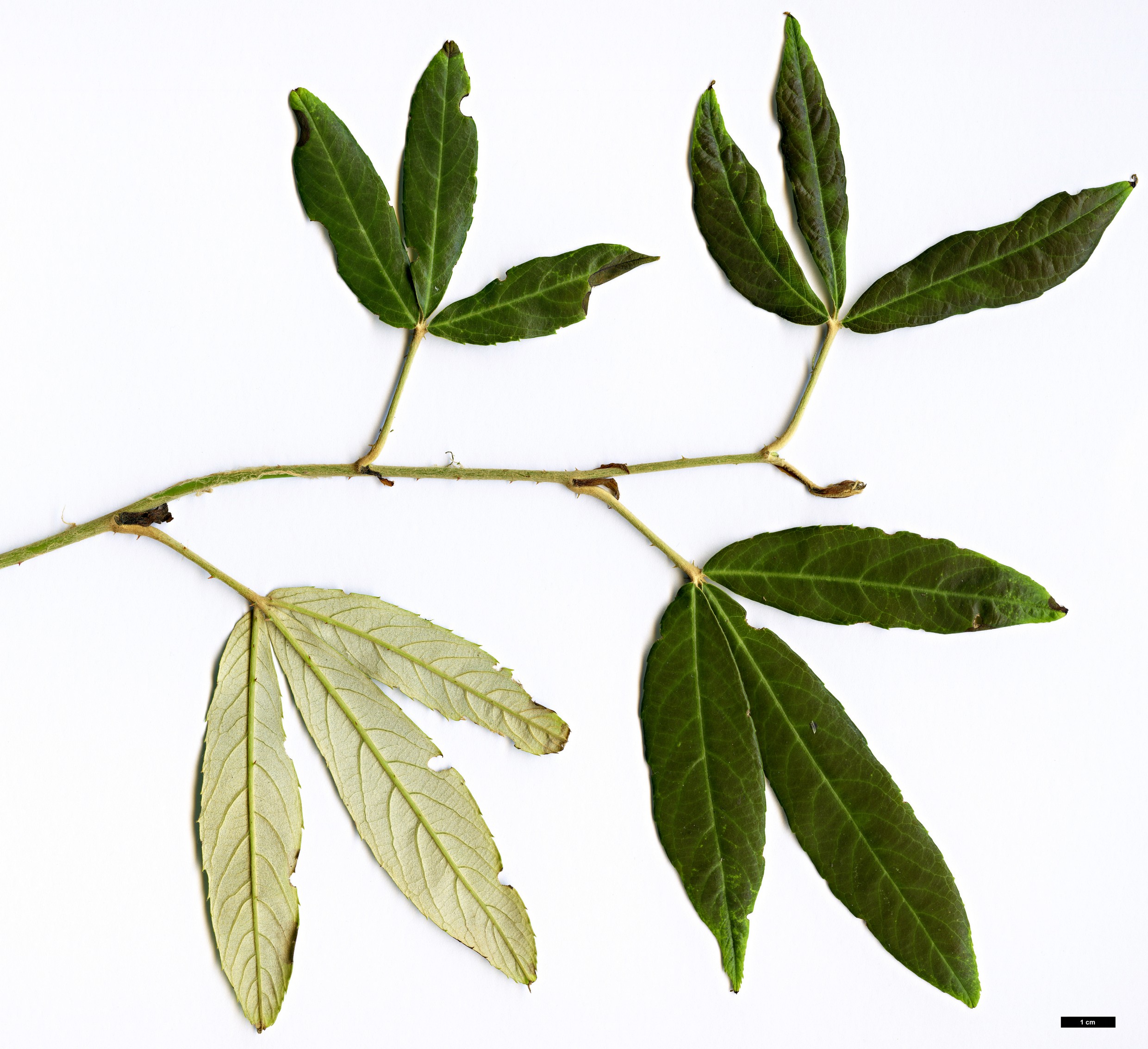High resolution image: Family: Rosaceae - Genus: Rubus - Taxon: bambusarum