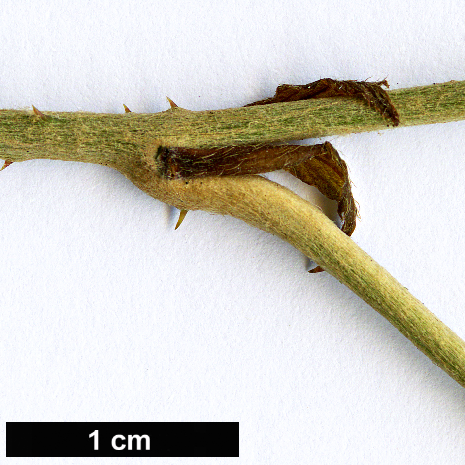 High resolution image: Family: Rosaceae - Genus: Rubus - Taxon: bambusarum