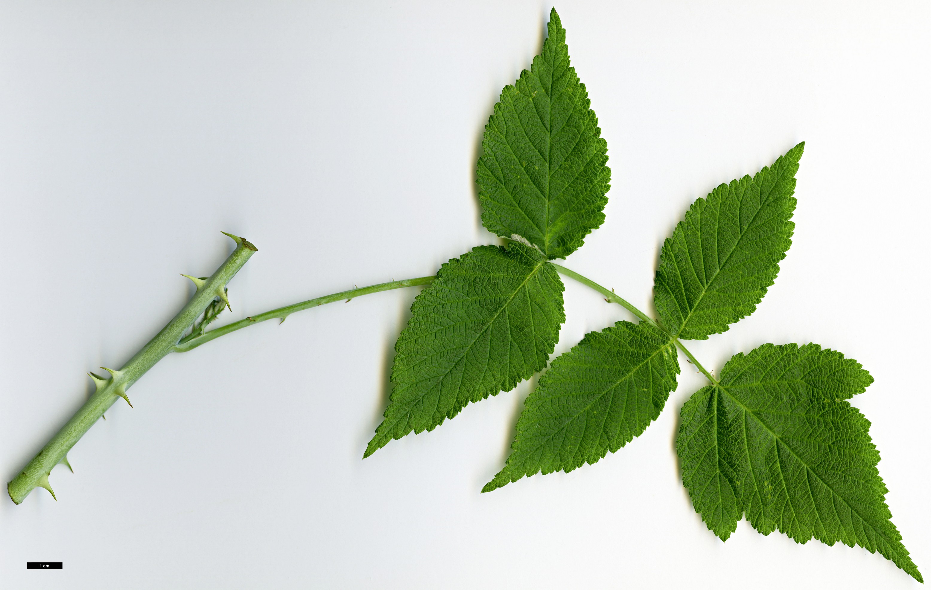 High resolution image: Family: Rosaceae - Genus: Rubus - Taxon: biflorus