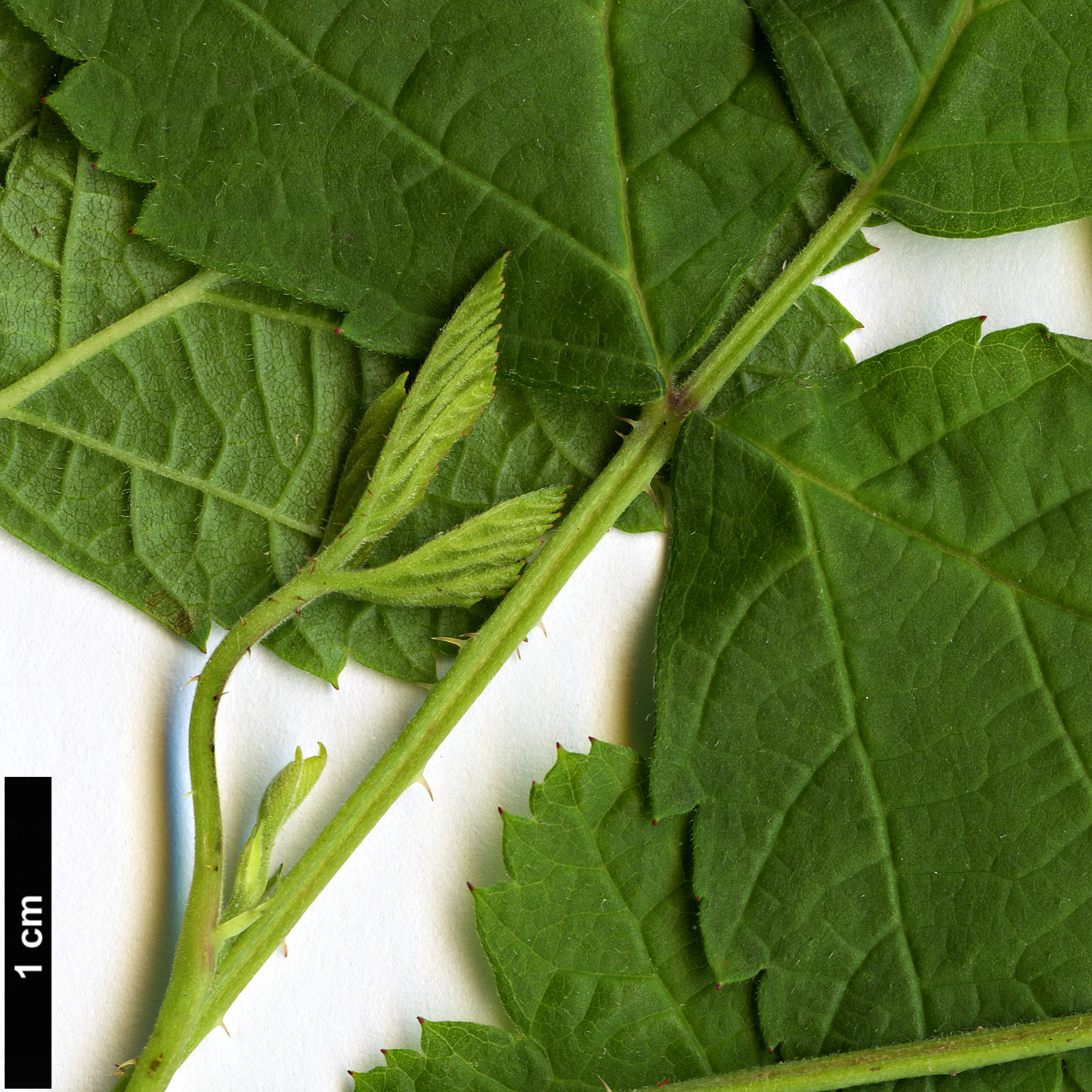 High resolution image: Family: Rosaceae - Genus: Rubus - Taxon: caesius