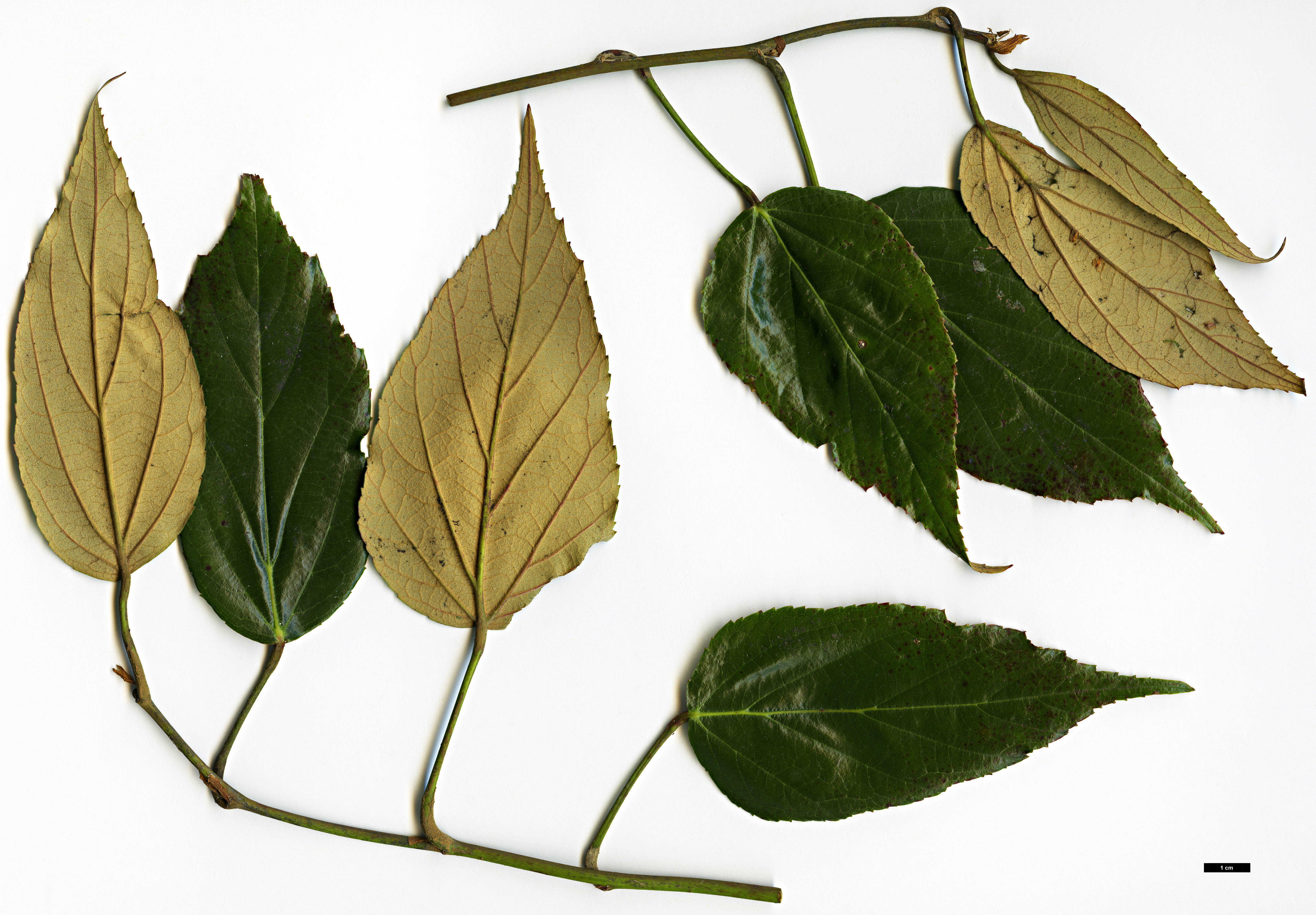 High resolution image: Family: Rosaceae - Genus: Rubus - Taxon: caudifolius