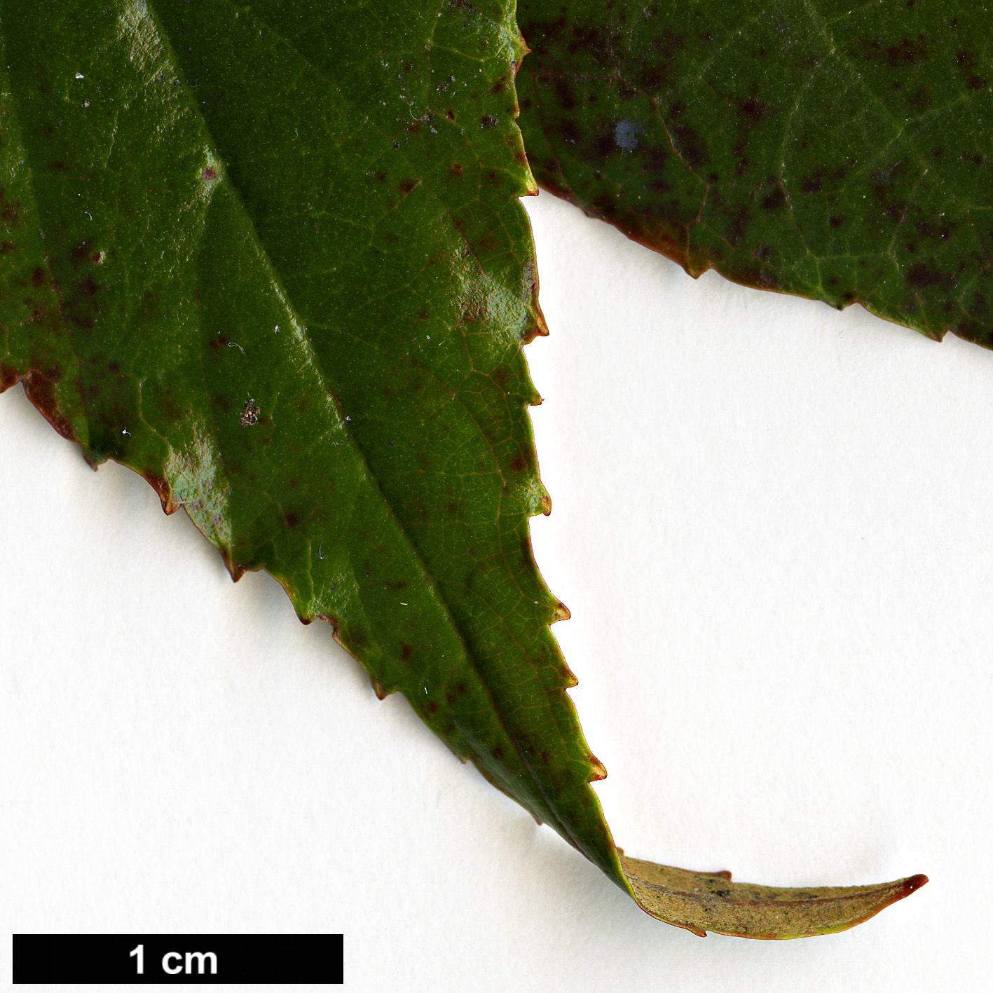 High resolution image: Family: Rosaceae - Genus: Rubus - Taxon: caudifolius