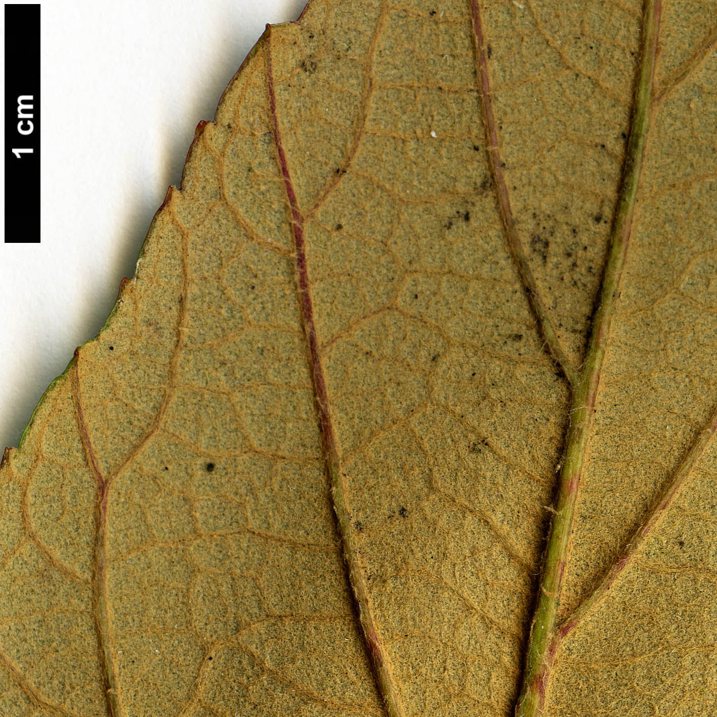 High resolution image: Family: Rosaceae - Genus: Rubus - Taxon: caudifolius