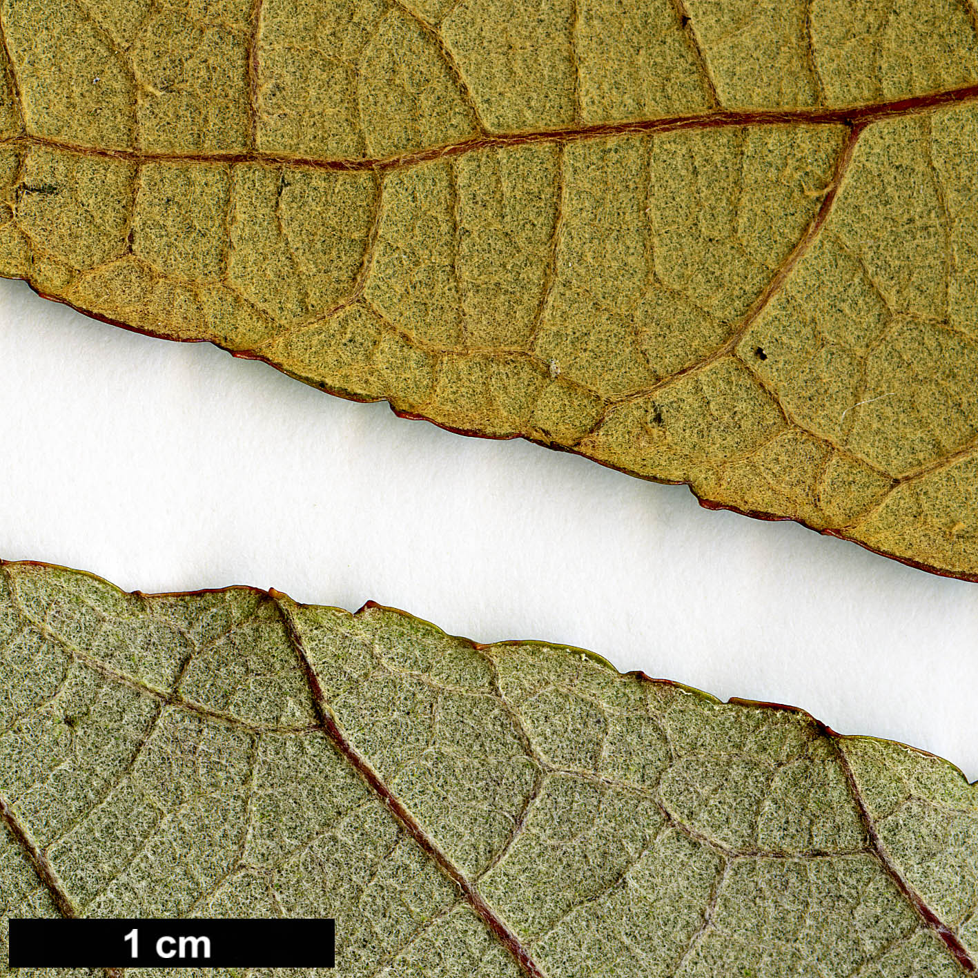 High resolution image: Family: Rosaceae - Genus: Rubus - Taxon: caudifolius