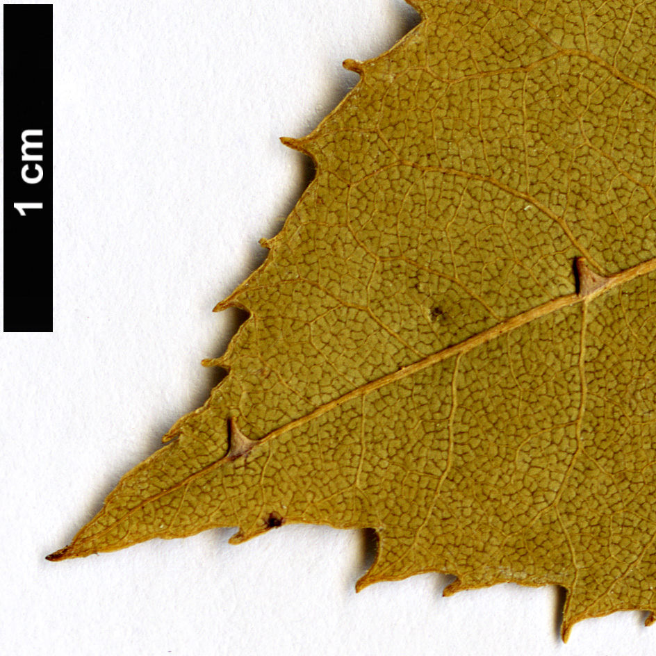 High resolution image: Family: Rosaceae - Genus: Rubus - Taxon: cissoides