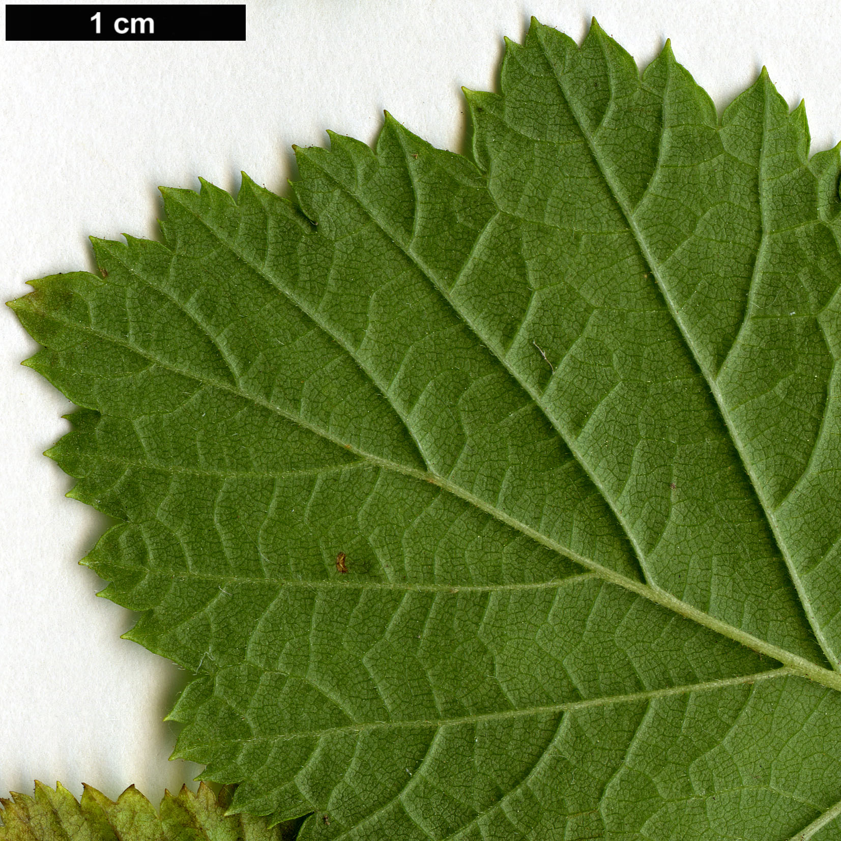 High resolution image: Family: Rosaceae - Genus: Rubus - Taxon: deliciosus