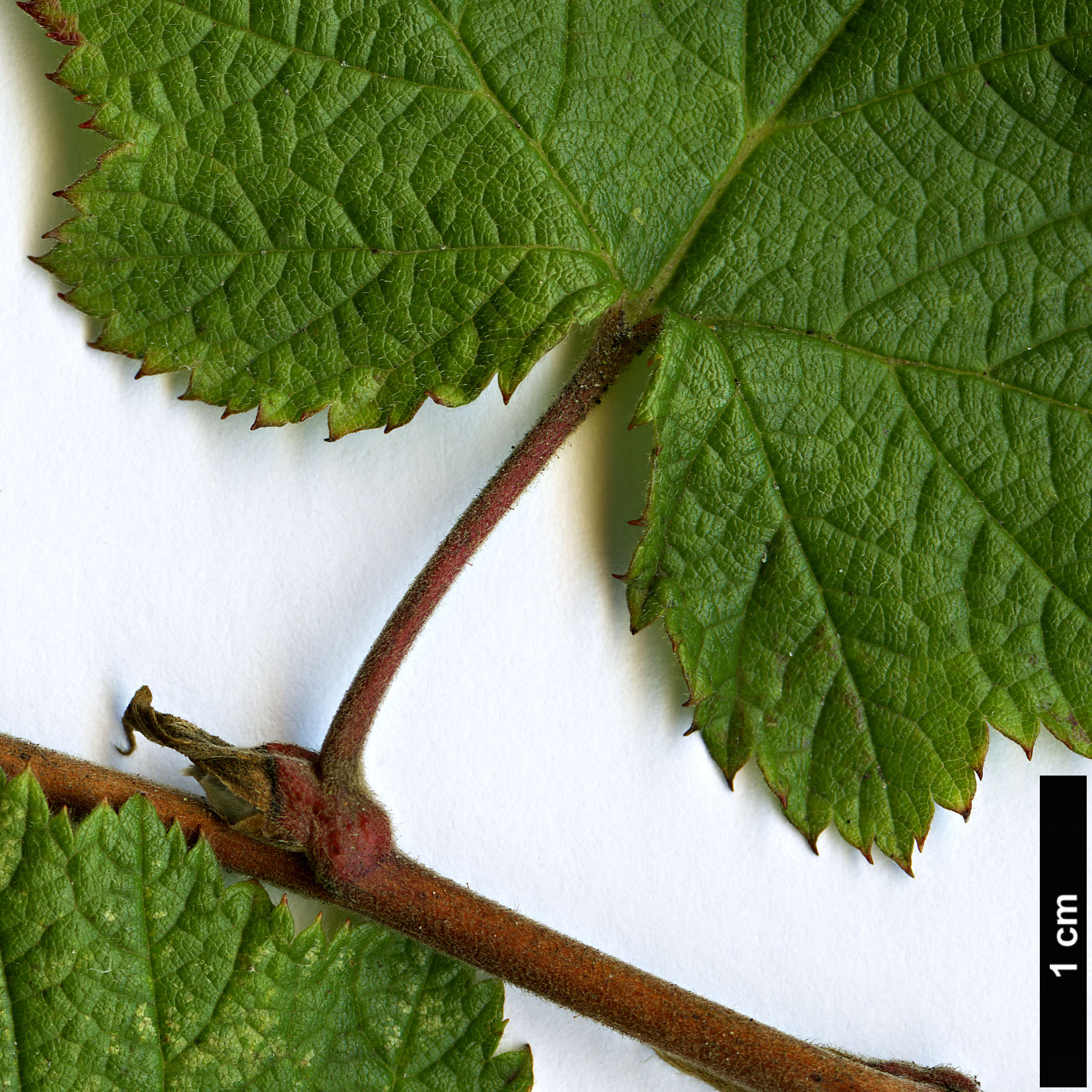 High resolution image: Family: Rosaceae - Genus: Rubus - Taxon: deliciosus