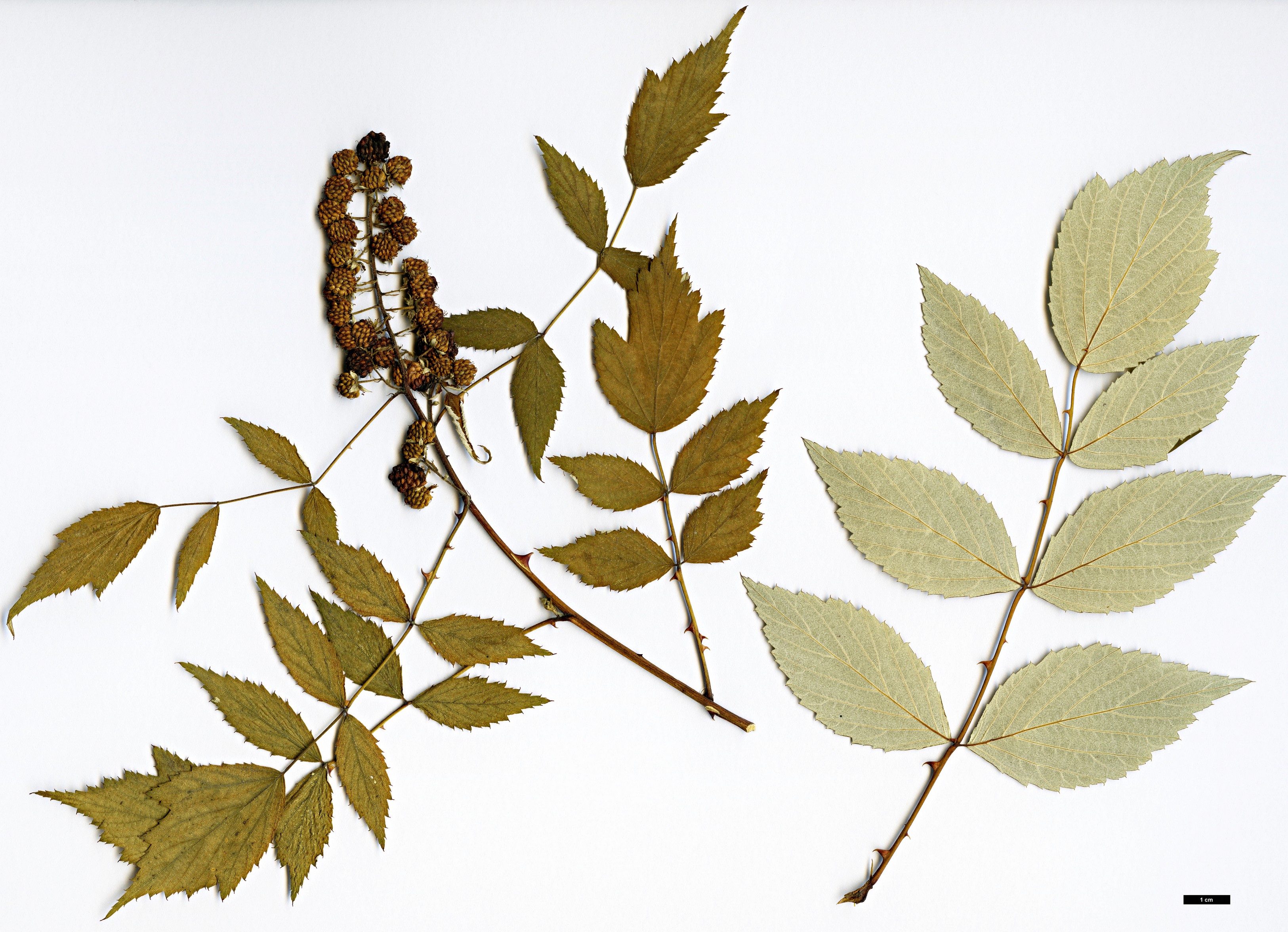 High resolution image: Family: Rosaceae - Genus: Rubus - Taxon: flosculosus