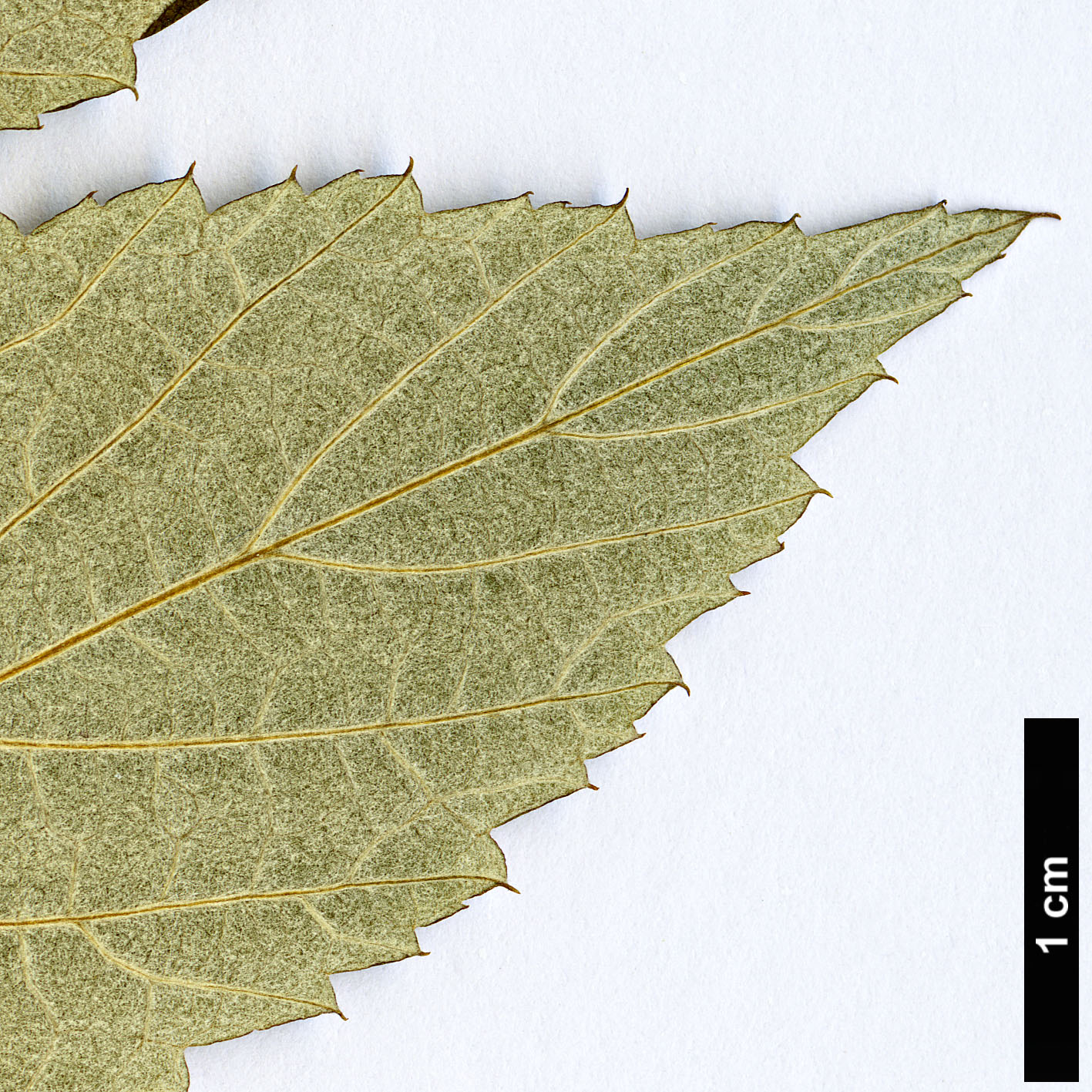 High resolution image: Family: Rosaceae - Genus: Rubus - Taxon: flosculosus