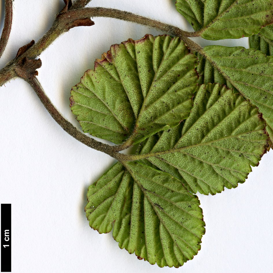 High resolution image: Family: Rosaceae - Genus: Rubus - Taxon: fockeanus High resolution image: Family: Rosaceae - Genus: Rubus - Taxon: fockeanus