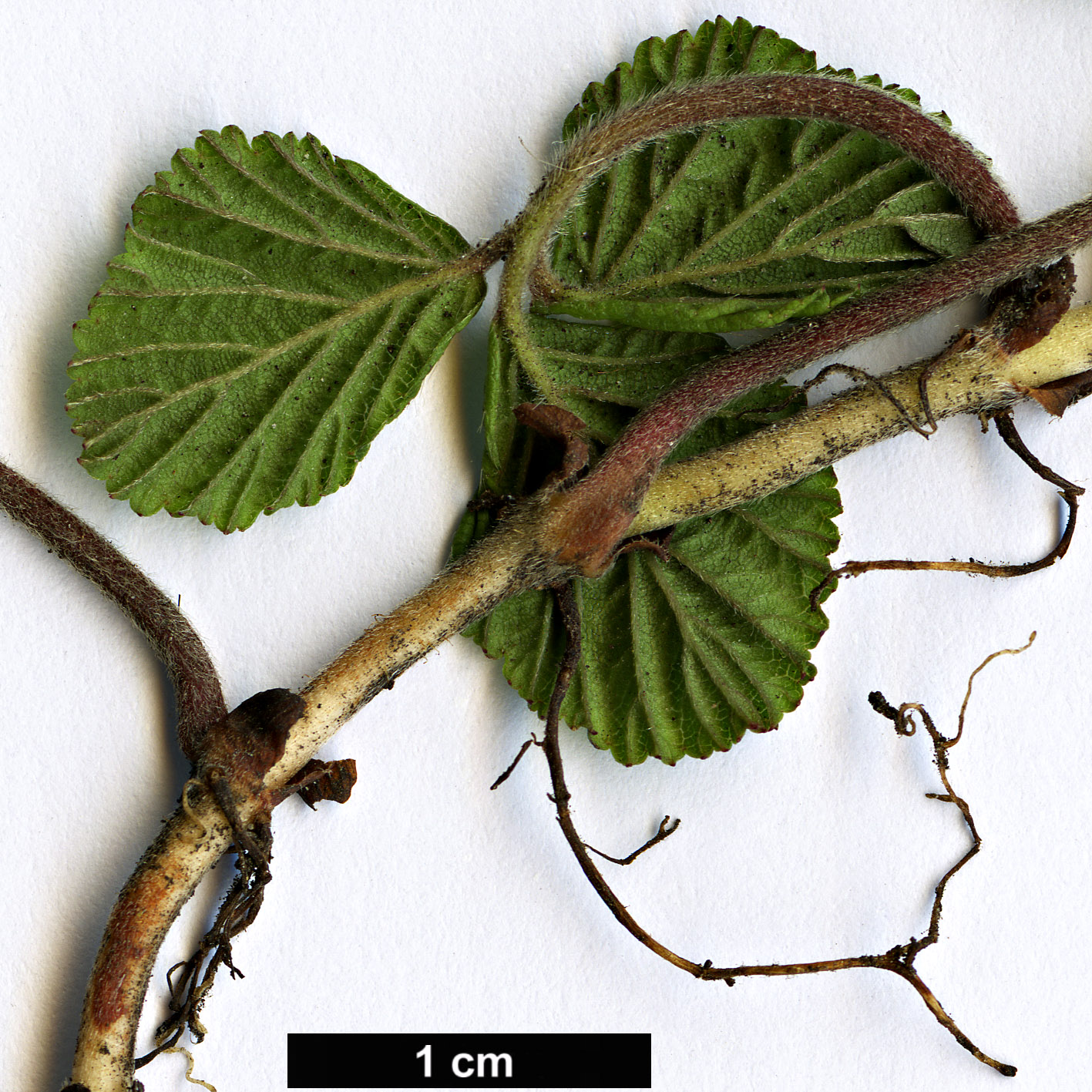 High resolution image: Family: Rosaceae - Genus: Rubus - Taxon: fockeanus