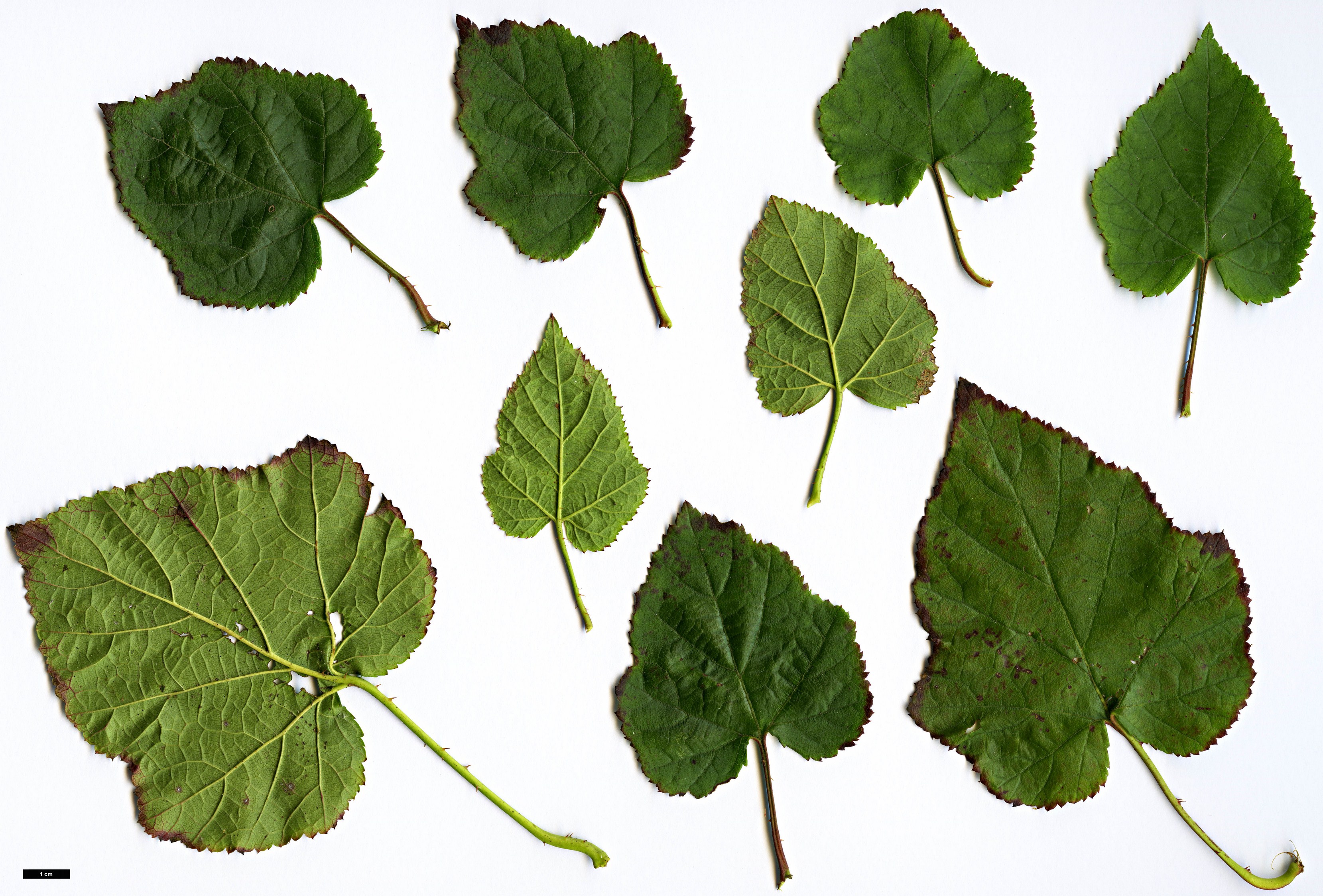 High resolution image: Family: Rosaceae - Genus: Rubus - Taxon: hakonensis