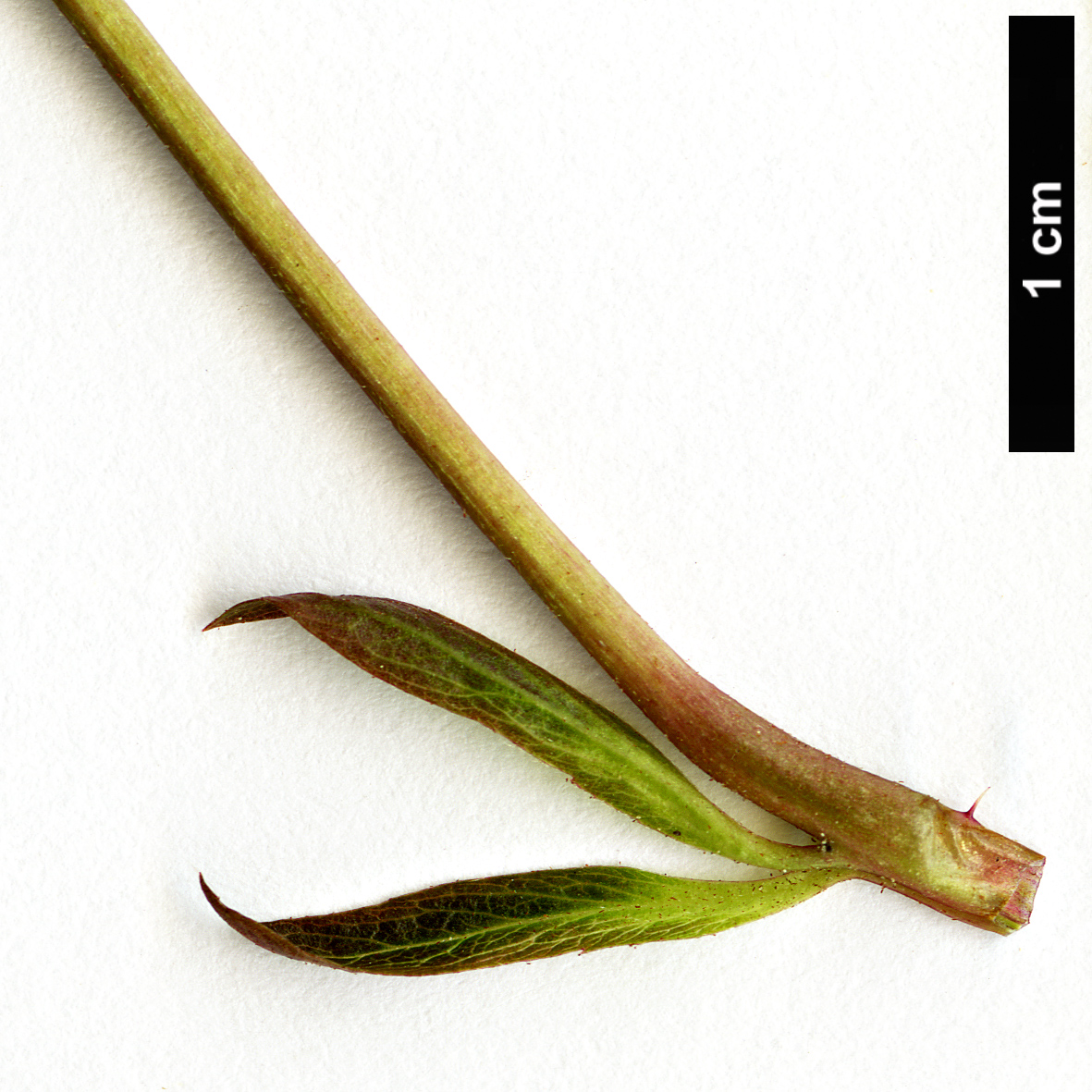 High resolution image: Family: Rosaceae - Genus: Rubus - Taxon: hispidus