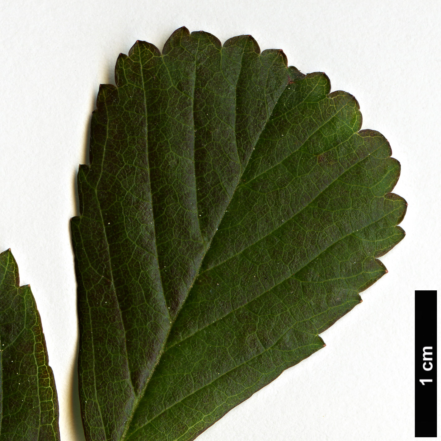 High resolution image: Family: Rosaceae - Genus: Rubus - Taxon: hispidus