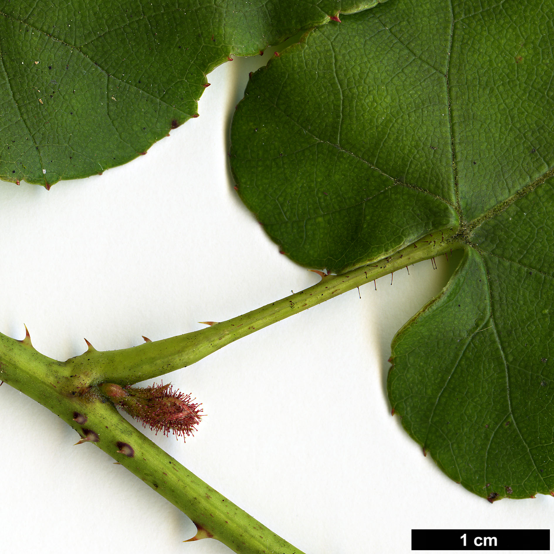 High resolution image: Family: Rosaceae - Genus: Rubus - Taxon: ichangensis