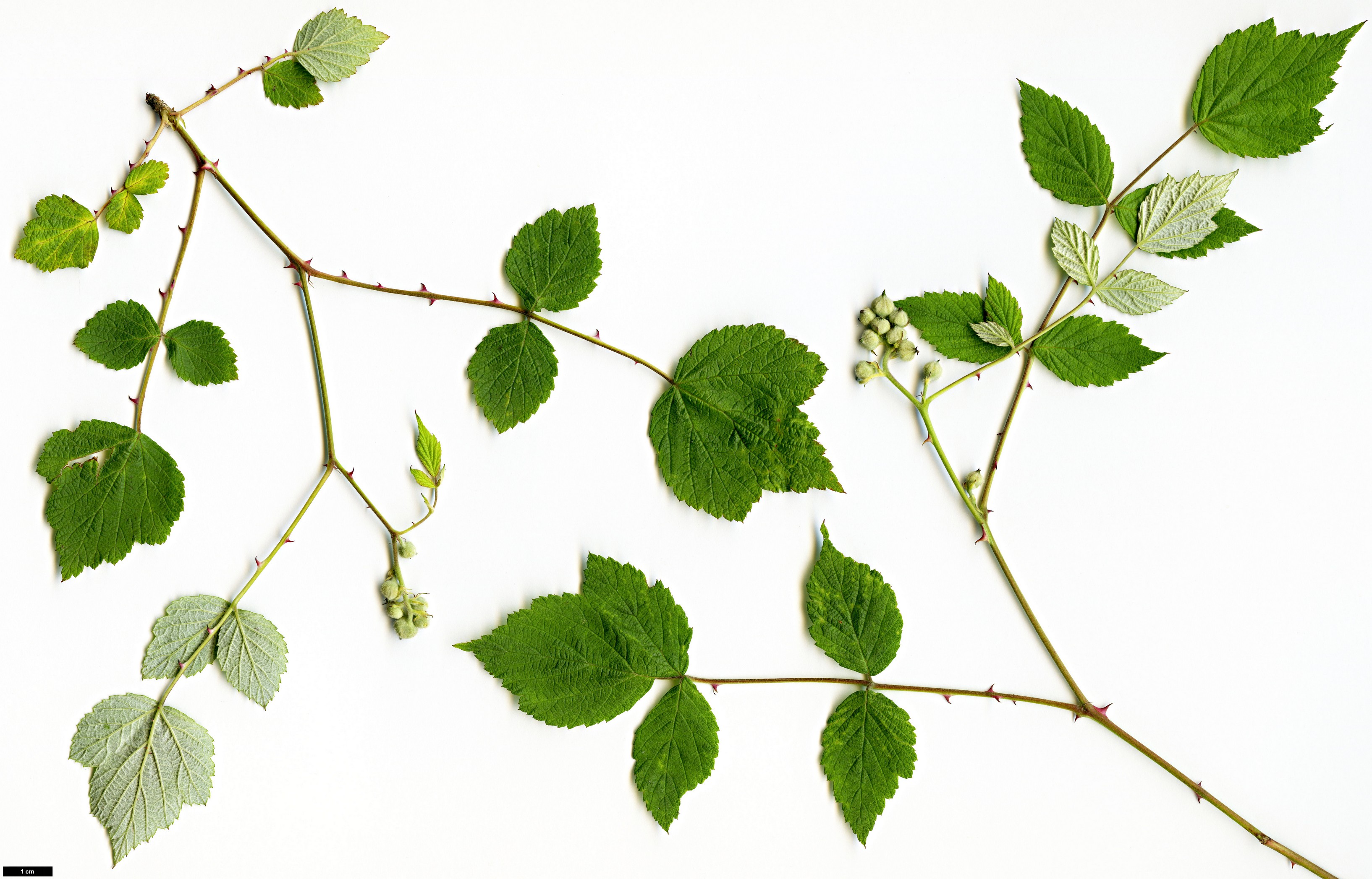 High resolution image: Family: Rosaceae - Genus: Rubus - Taxon: incanus