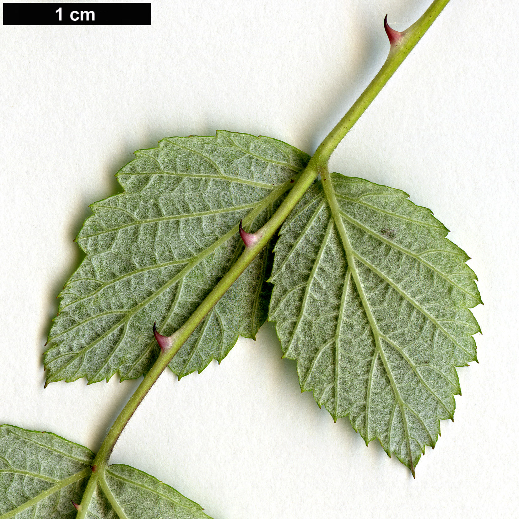 High resolution image: Family: Rosaceae - Genus: Rubus - Taxon: incanus