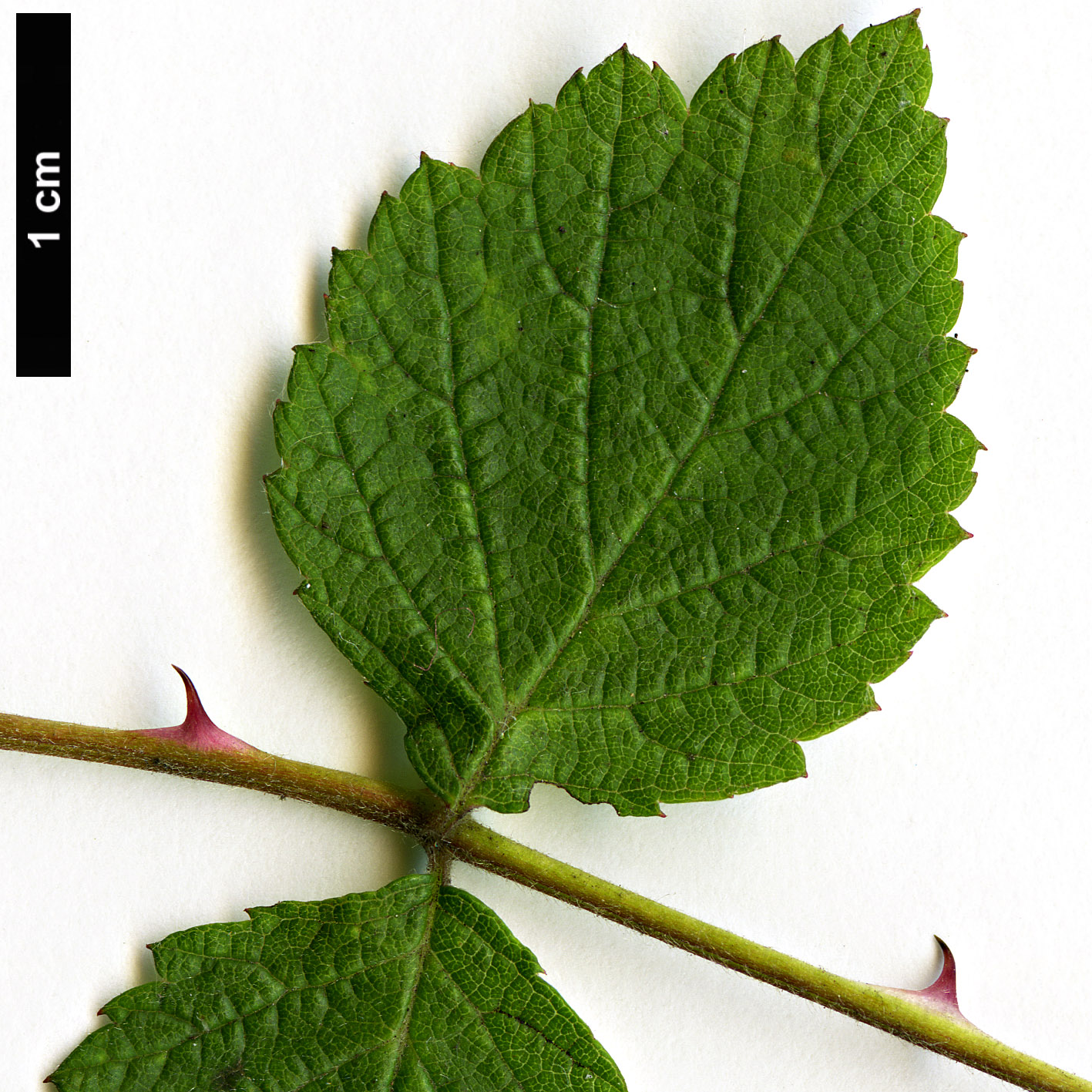 High resolution image: Family: Rosaceae - Genus: Rubus - Taxon: incanus