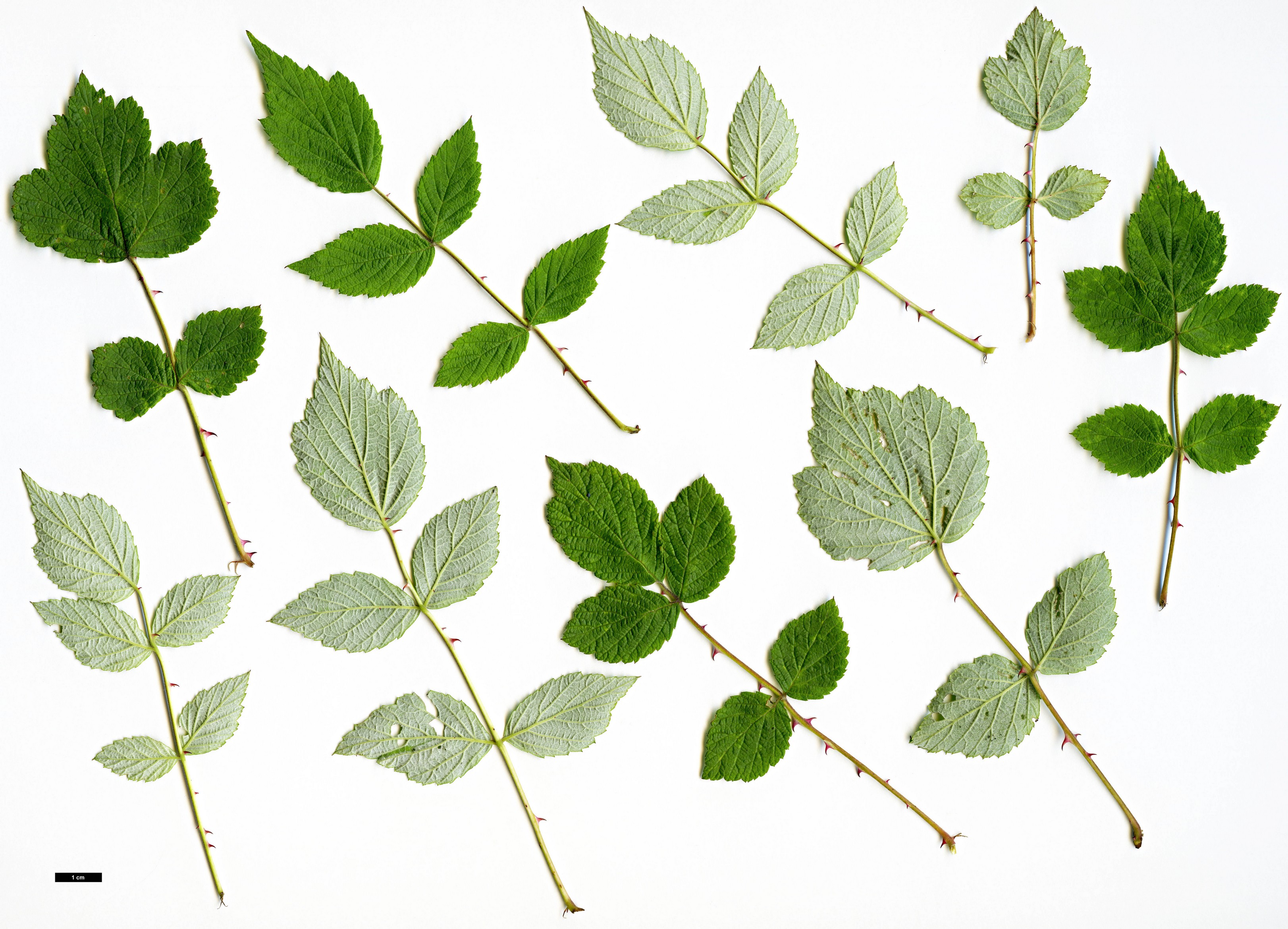 High resolution image: Family: Rosaceae - Genus: Rubus - Taxon: incanus