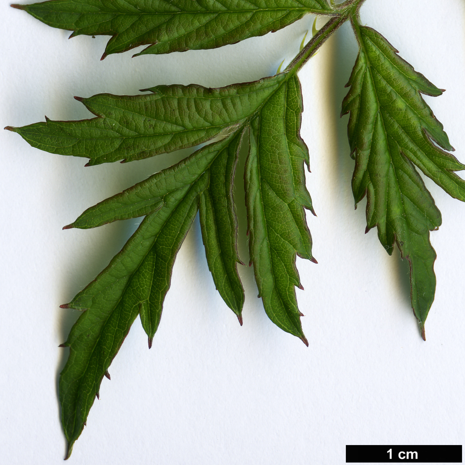 High resolution image: Family: Rosaceae - Genus: Rubus - Taxon: laciniatus