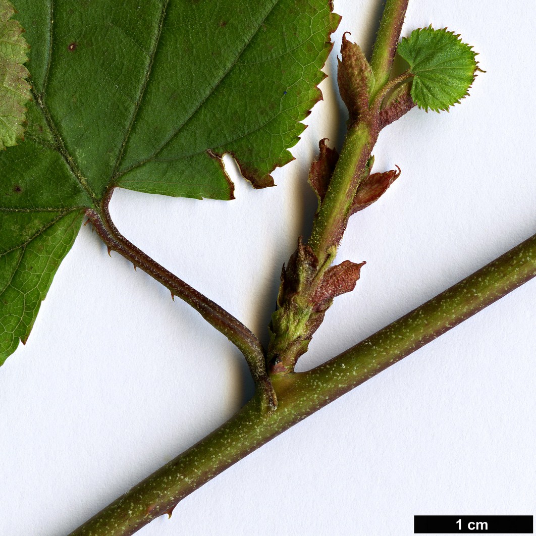 High resolution image: Family: Rosaceae - Genus: Rubus - Taxon: lambertianus