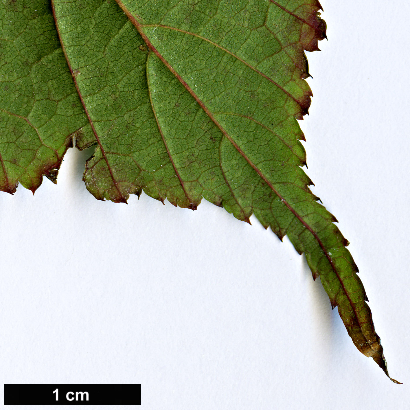 High resolution image: Family: Rosaceae - Genus: Rubus - Taxon: lambertianus