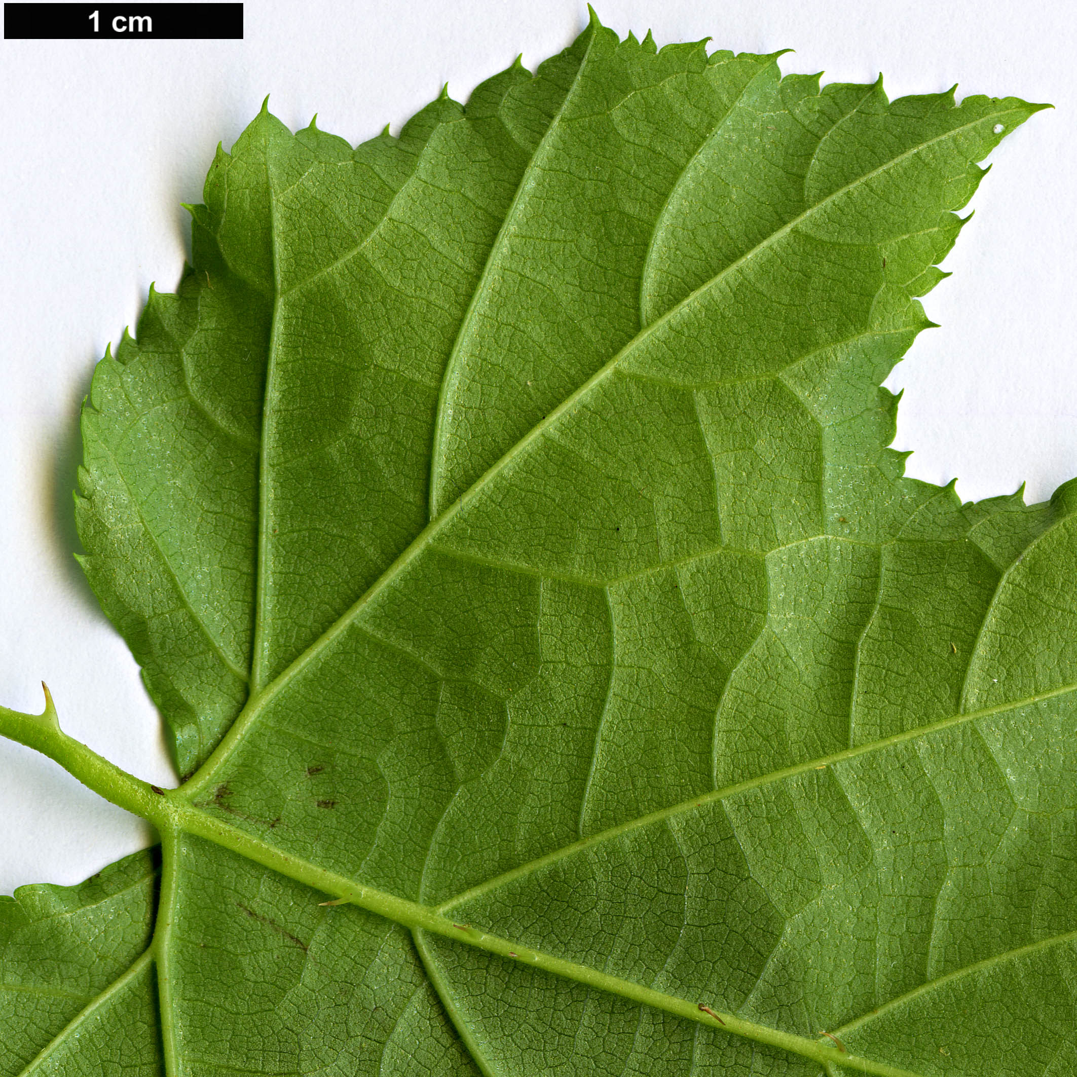 High resolution image: Family: Rosaceae - Genus: Rubus - Taxon: lambertianus