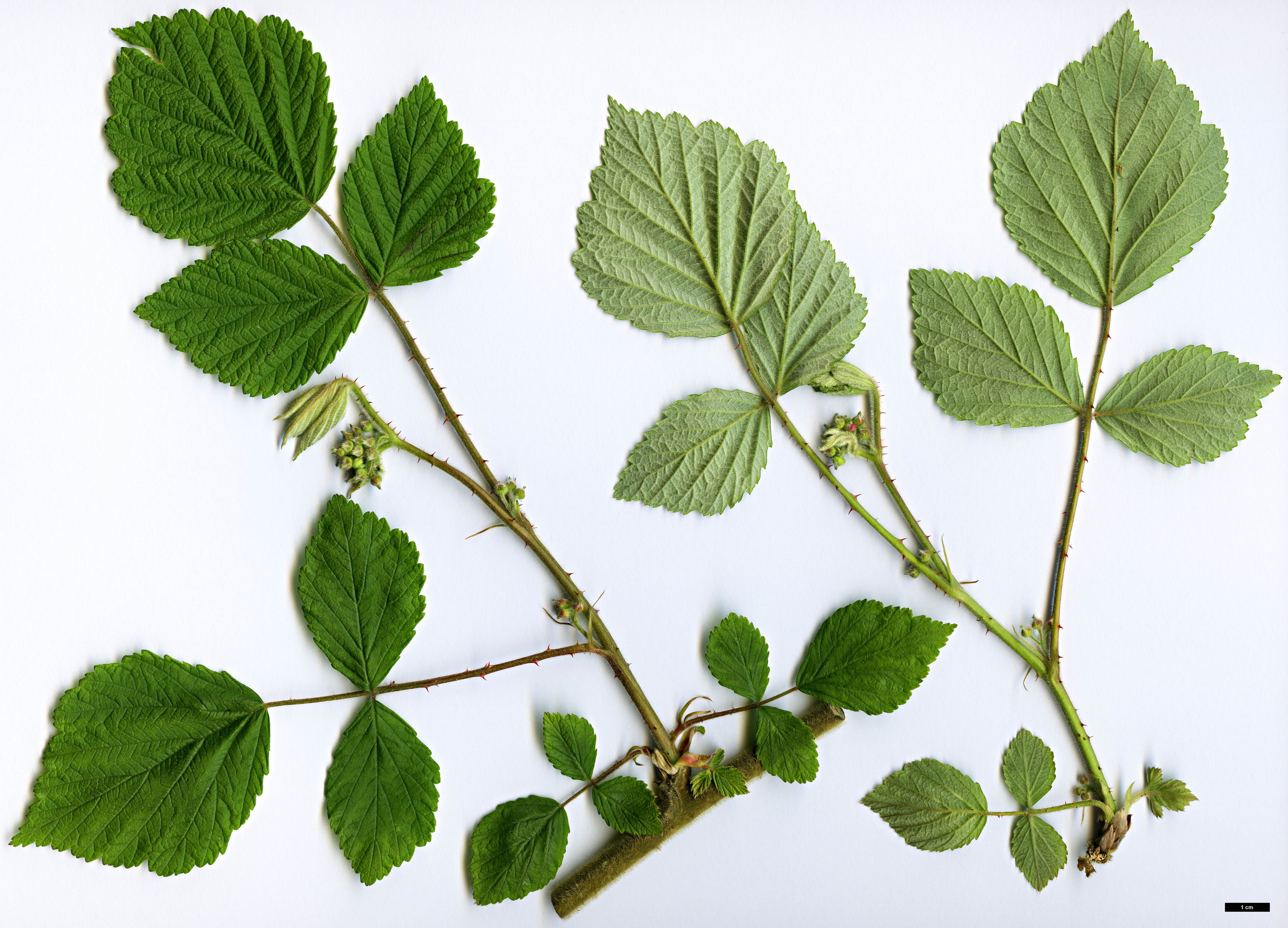 High resolution image: Family: Rosaceae - Genus: Rubus - Taxon: mesogaeus