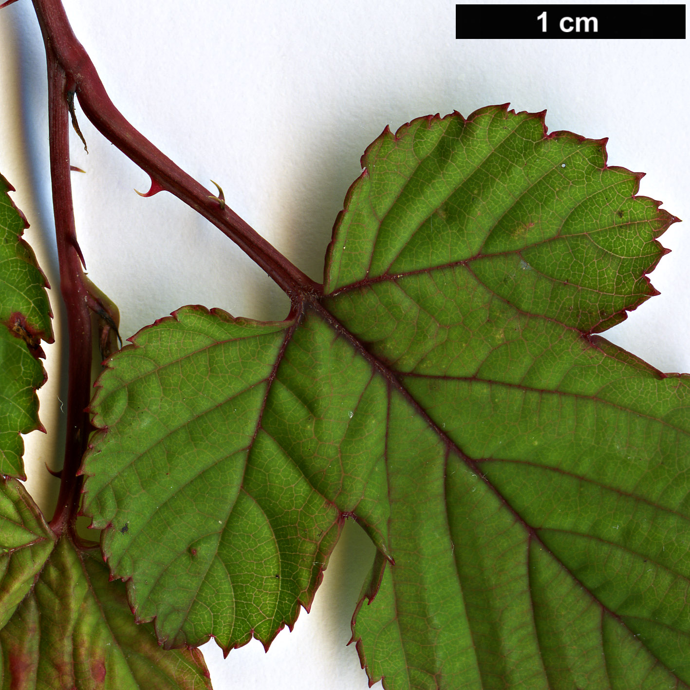 High resolution image: Family: Rosaceae - Genus: Rubus - Taxon: microphyllus