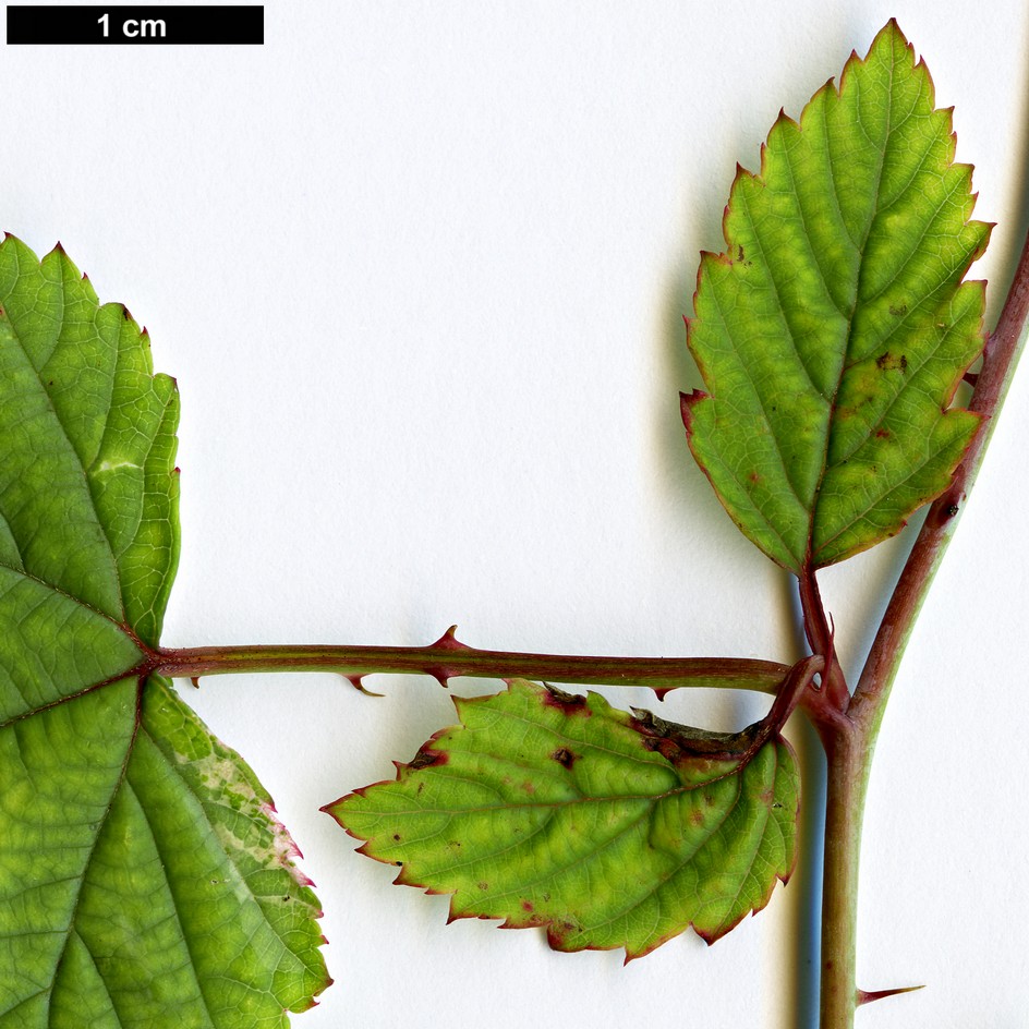 High resolution image: Family: Rosaceae - Genus: Rubus - Taxon: microphyllus