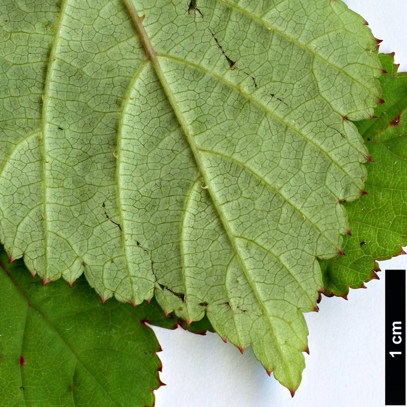High resolution image: Family: Rosaceae - Genus: Rubus - Taxon: microphyllus