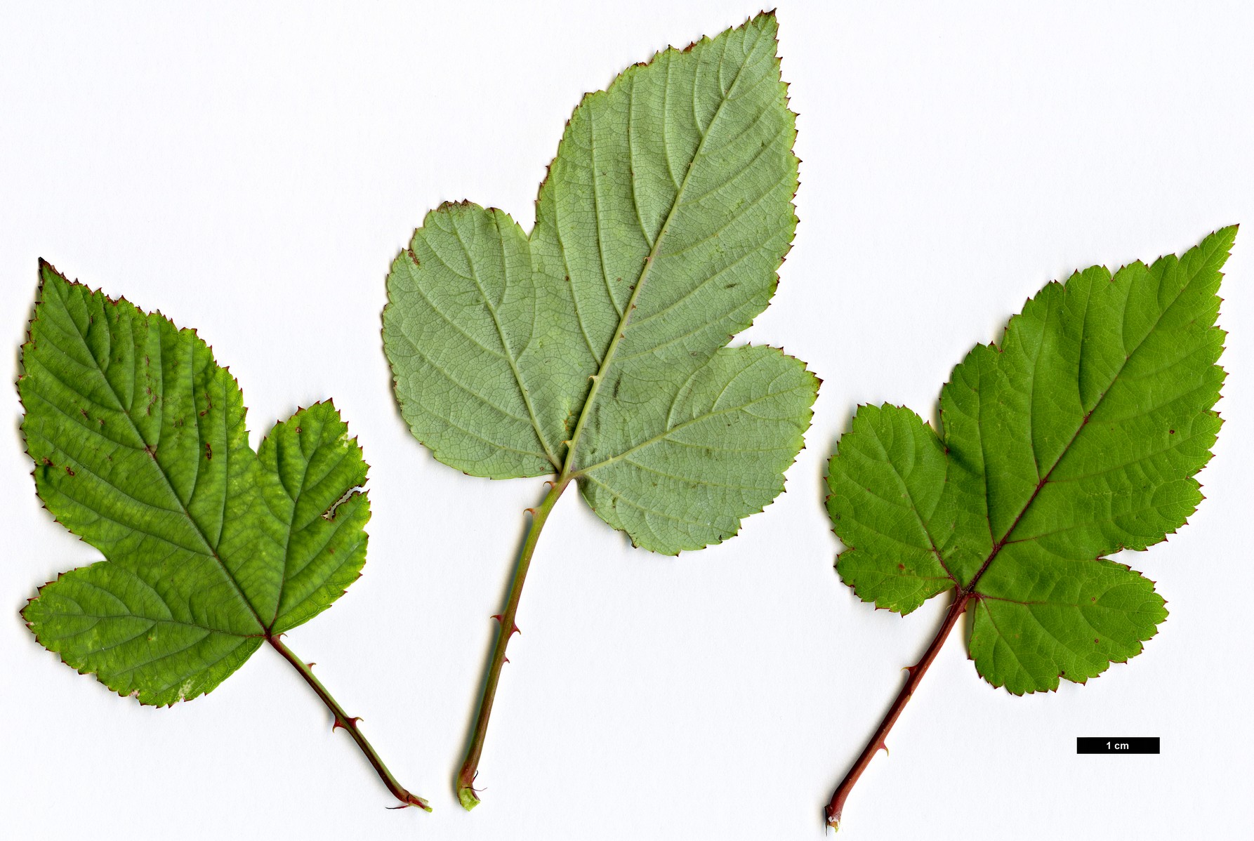 High resolution image: Family: Rosaceae - Genus: Rubus - Taxon: microphyllus