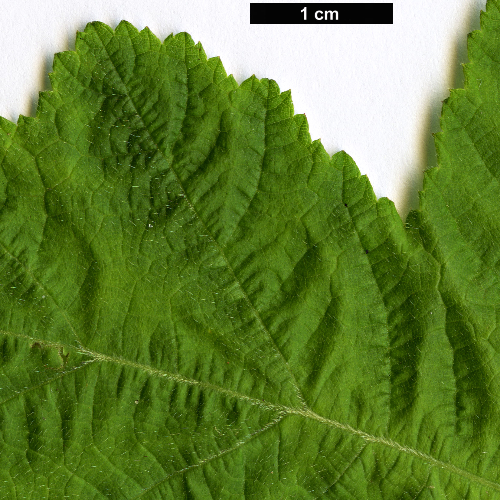 High resolution image: Family: Rosaceae - Genus: Rubus - Taxon: nagasawanus