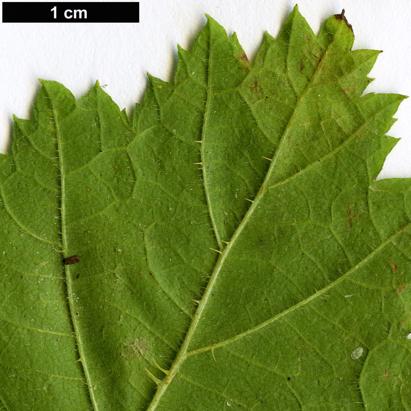 High resolution image: Family: Rosaceae - Genus: Rubus - Taxon: nagasawanus