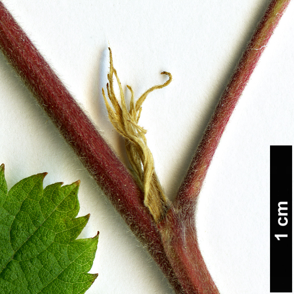 High resolution image: Family: Rosaceae - Genus: Rubus - Taxon: neomexicanus