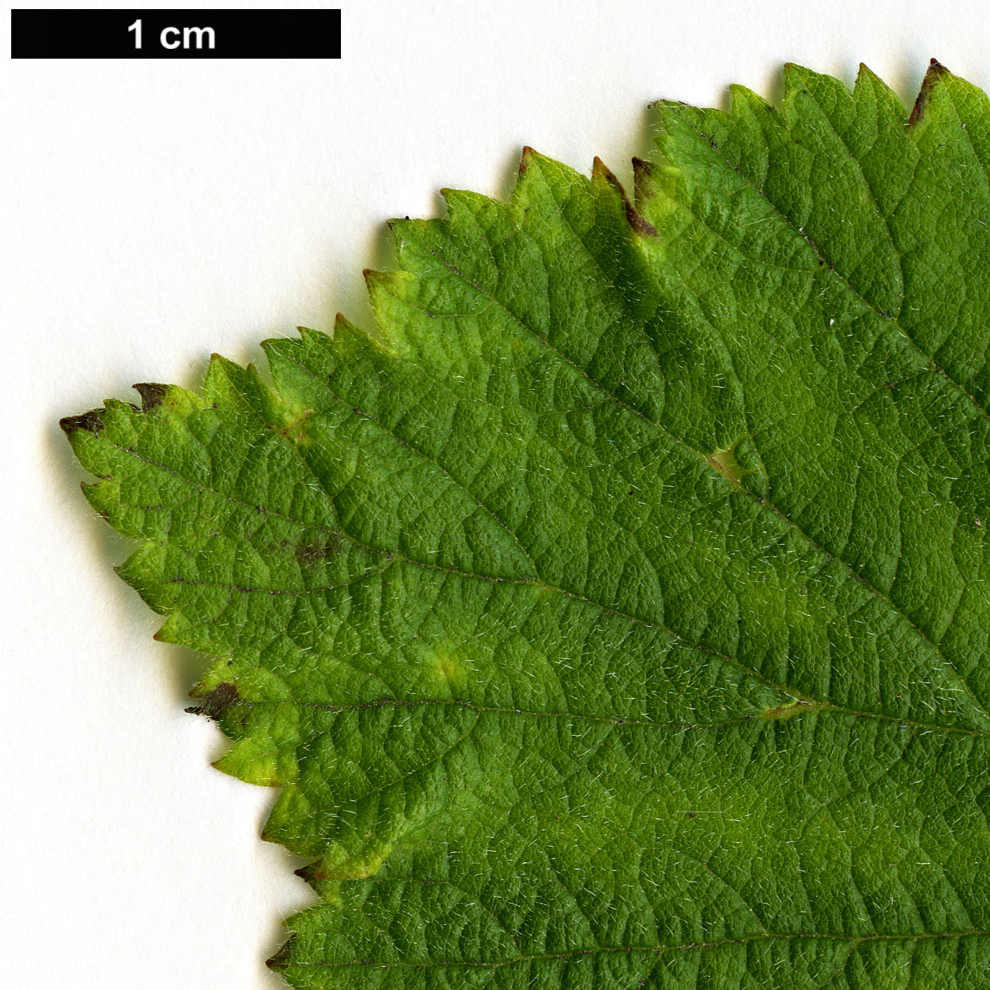 High resolution image: Family: Rosaceae - Genus: Rubus - Taxon: neomexicanus
