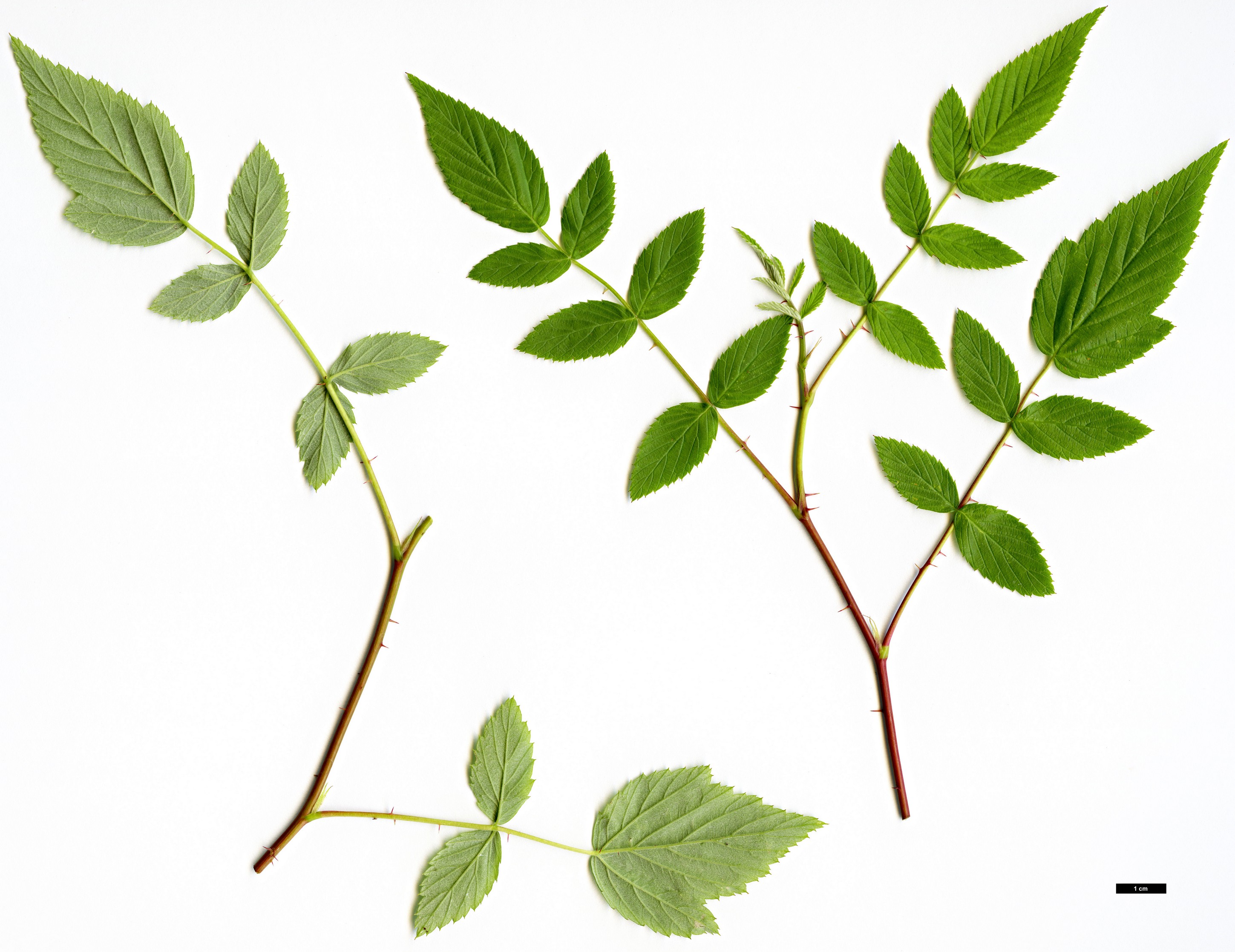 High resolution image: Family: Rosaceae - Genus: Rubus - Taxon: niveus