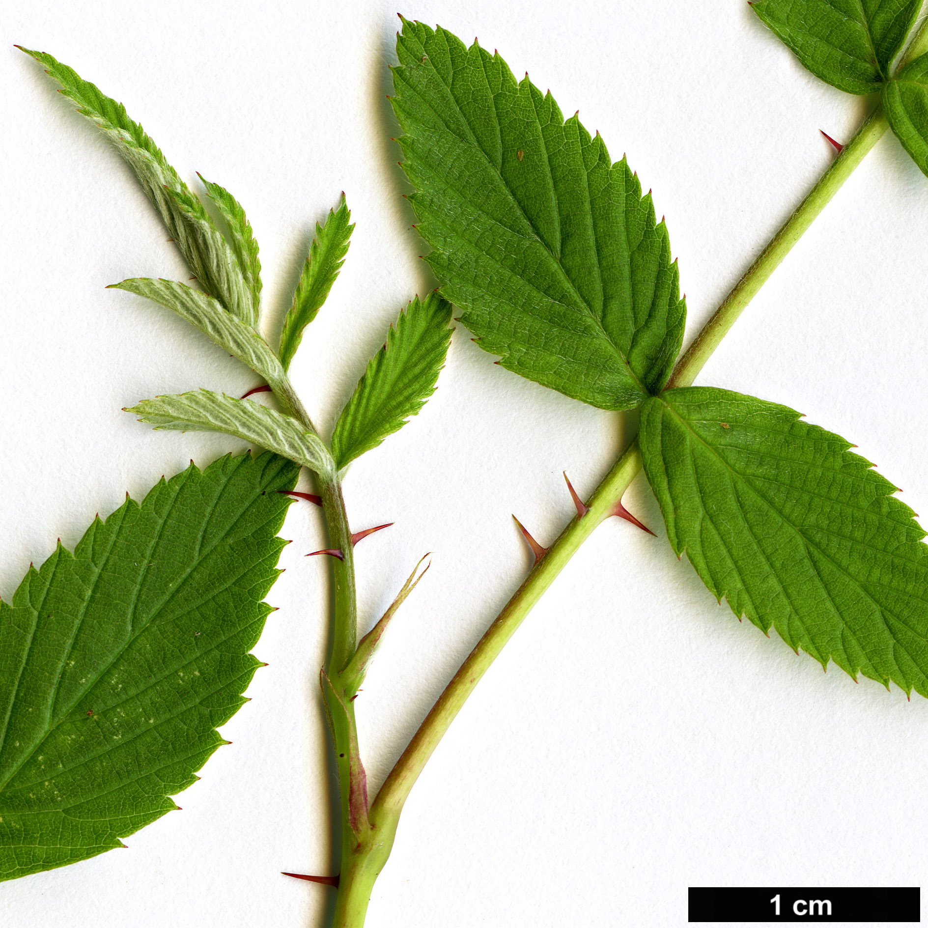 High resolution image: Family: Rosaceae - Genus: Rubus - Taxon: niveus