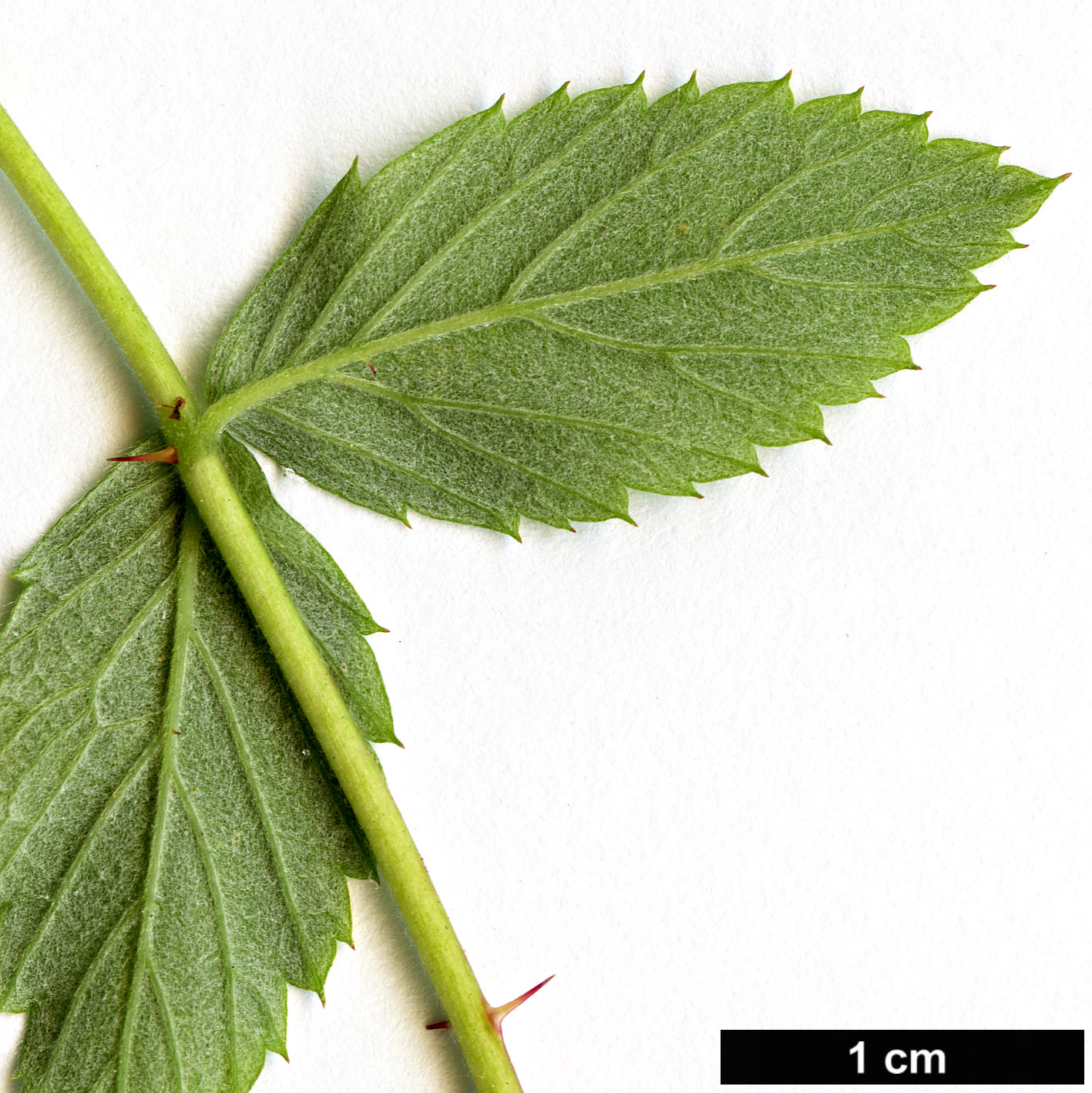 High resolution image: Family: Rosaceae - Genus: Rubus - Taxon: niveus