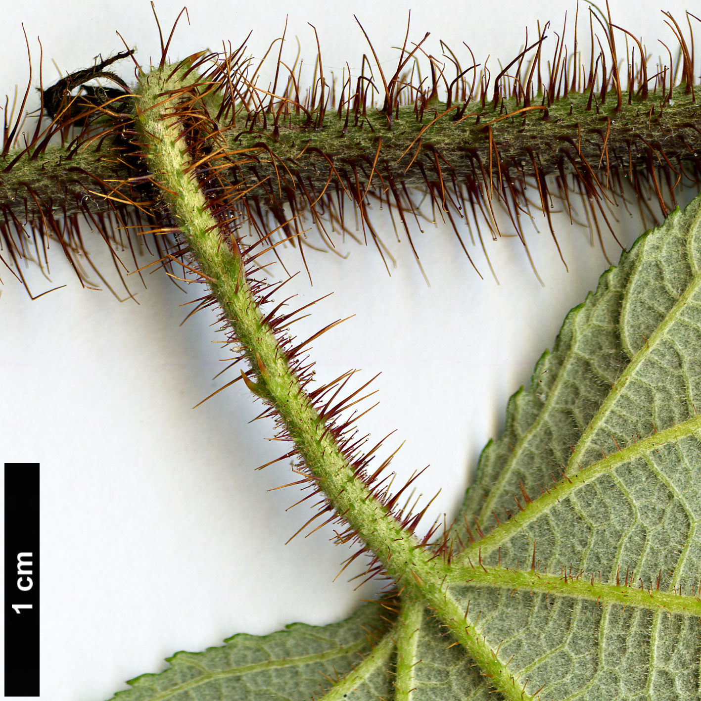 High resolution image: Family: Rosaceae - Genus: Rubus - Taxon: parkeri