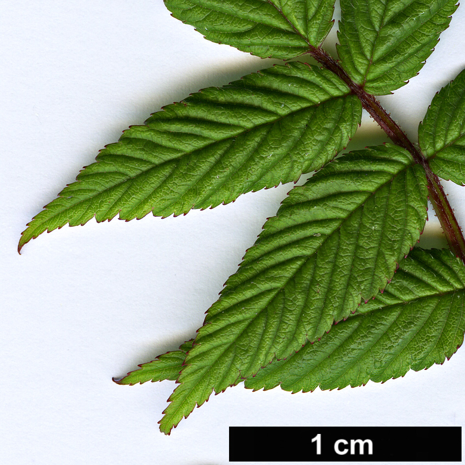 High resolution image: Family: Rosaceae - Genus: Rubus - Taxon: parvifraxinifolia